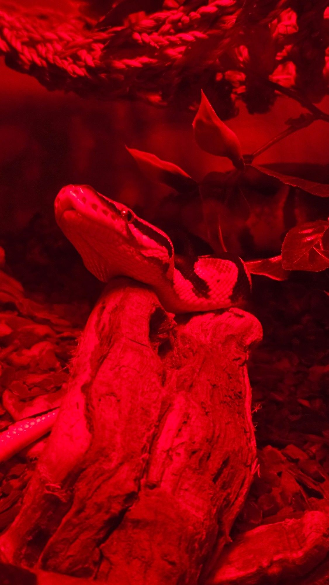 Ball python resting it's head on a piece of enrichment wood in its tank under the red light of the heat lamp