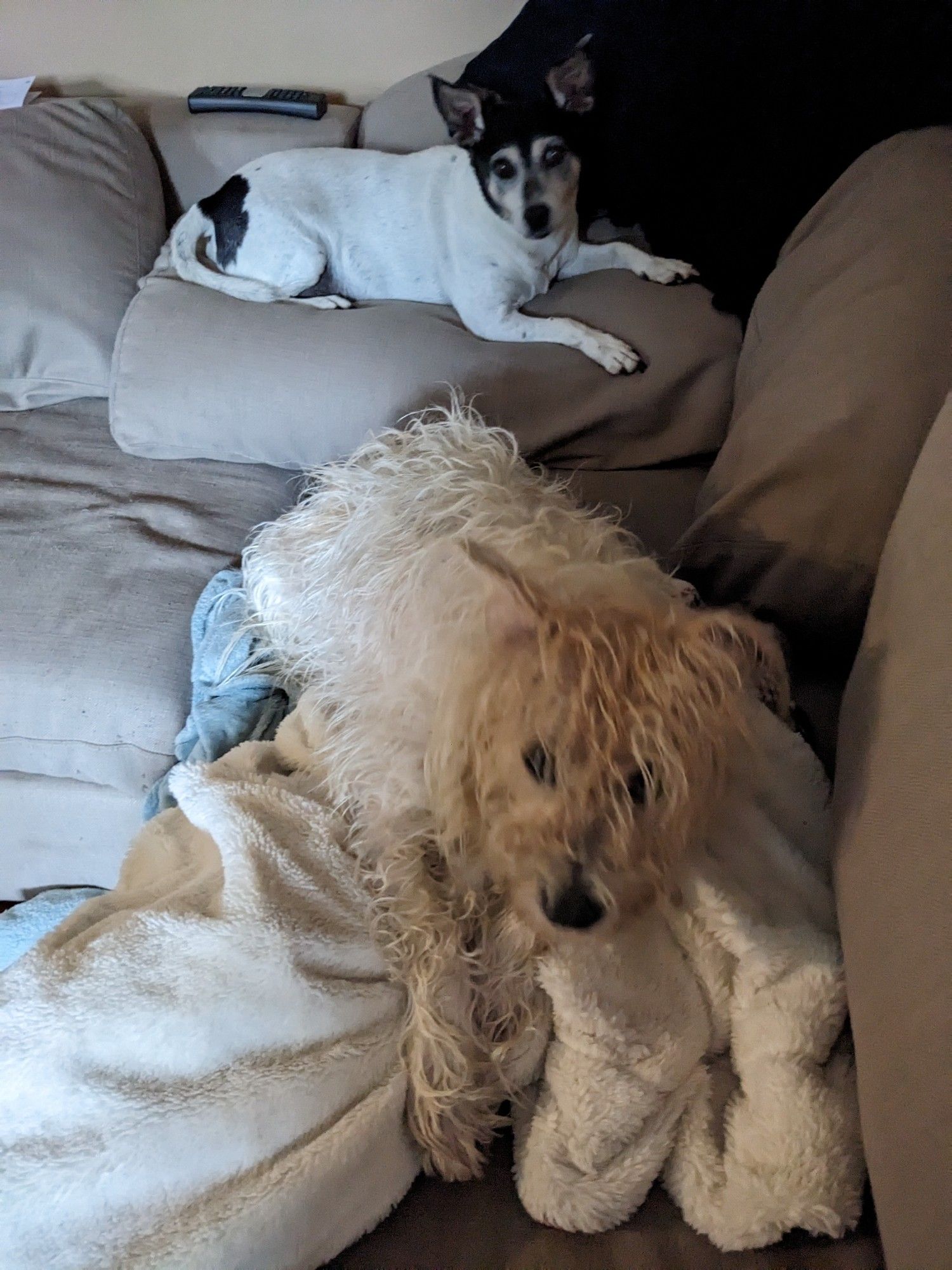 Two very wet terriers redecorating a couch.