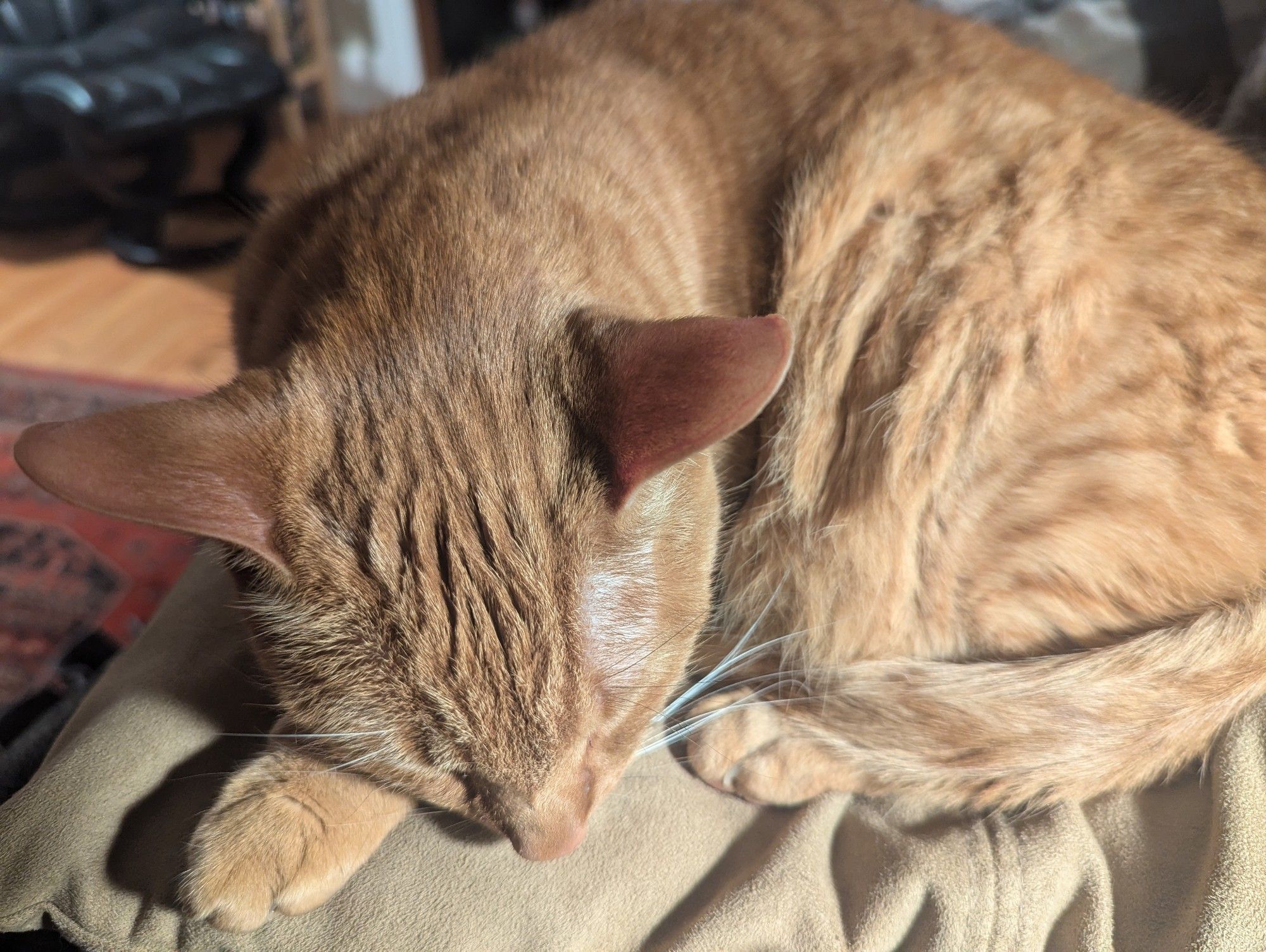 A striped cat dozing on a pillow 