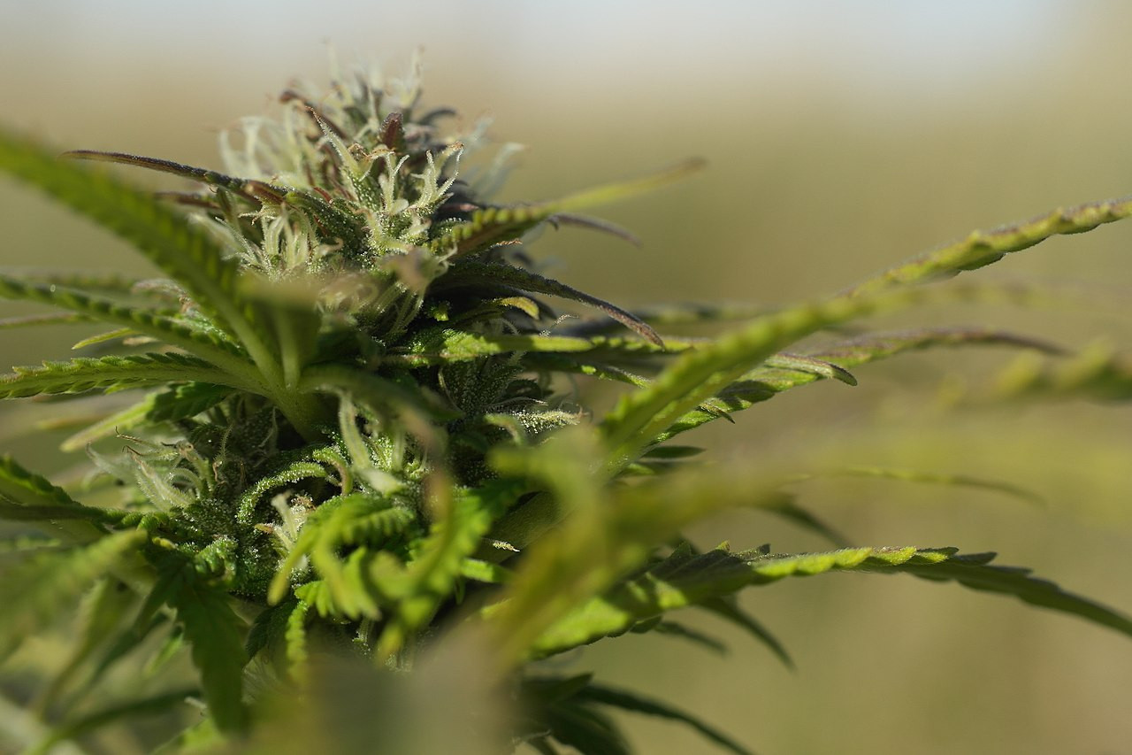 Close-up of flowering cannabis plant