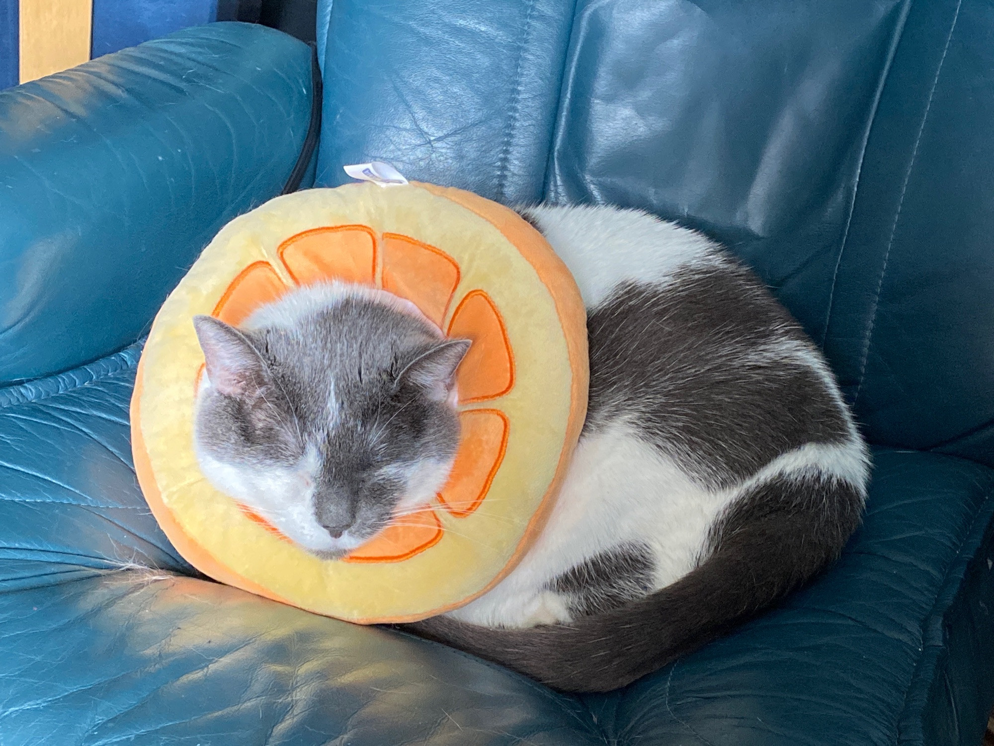 A grey and white cat is napping in a dark green chair. She has a circular pillow around her neck that looks like a slice of orange and she is using it to rest her chin while she sleeps.