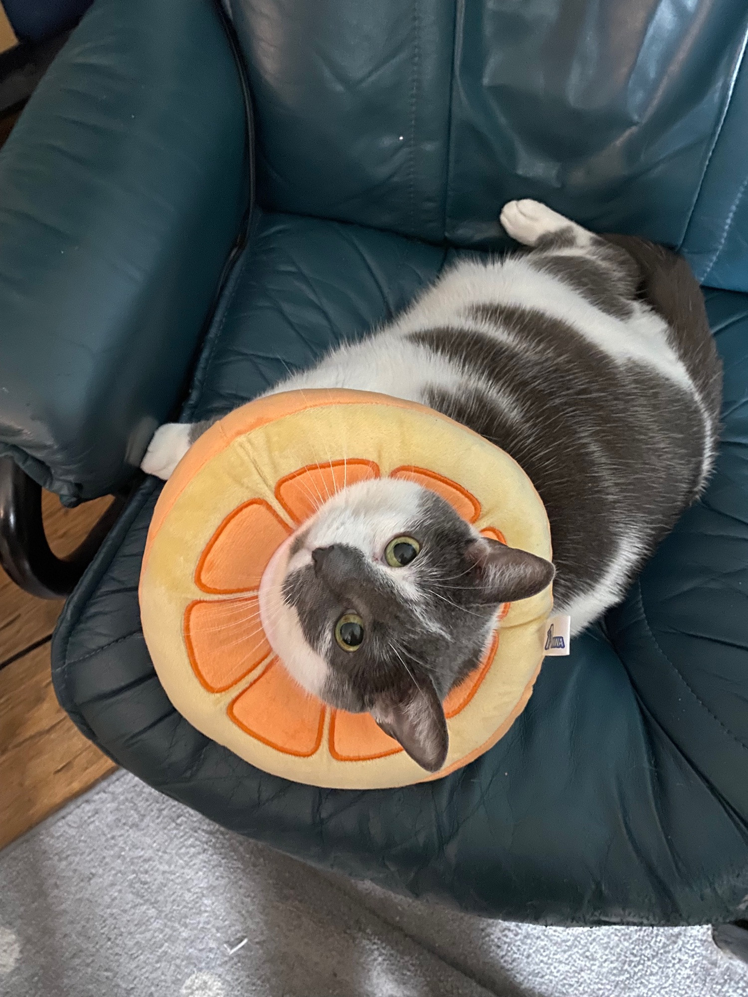 A chubby grey and white cat lies on a dark green chair with a circular pillow that looks like a slice of orange around her neck. She is lying on her side and looking up at the camera.