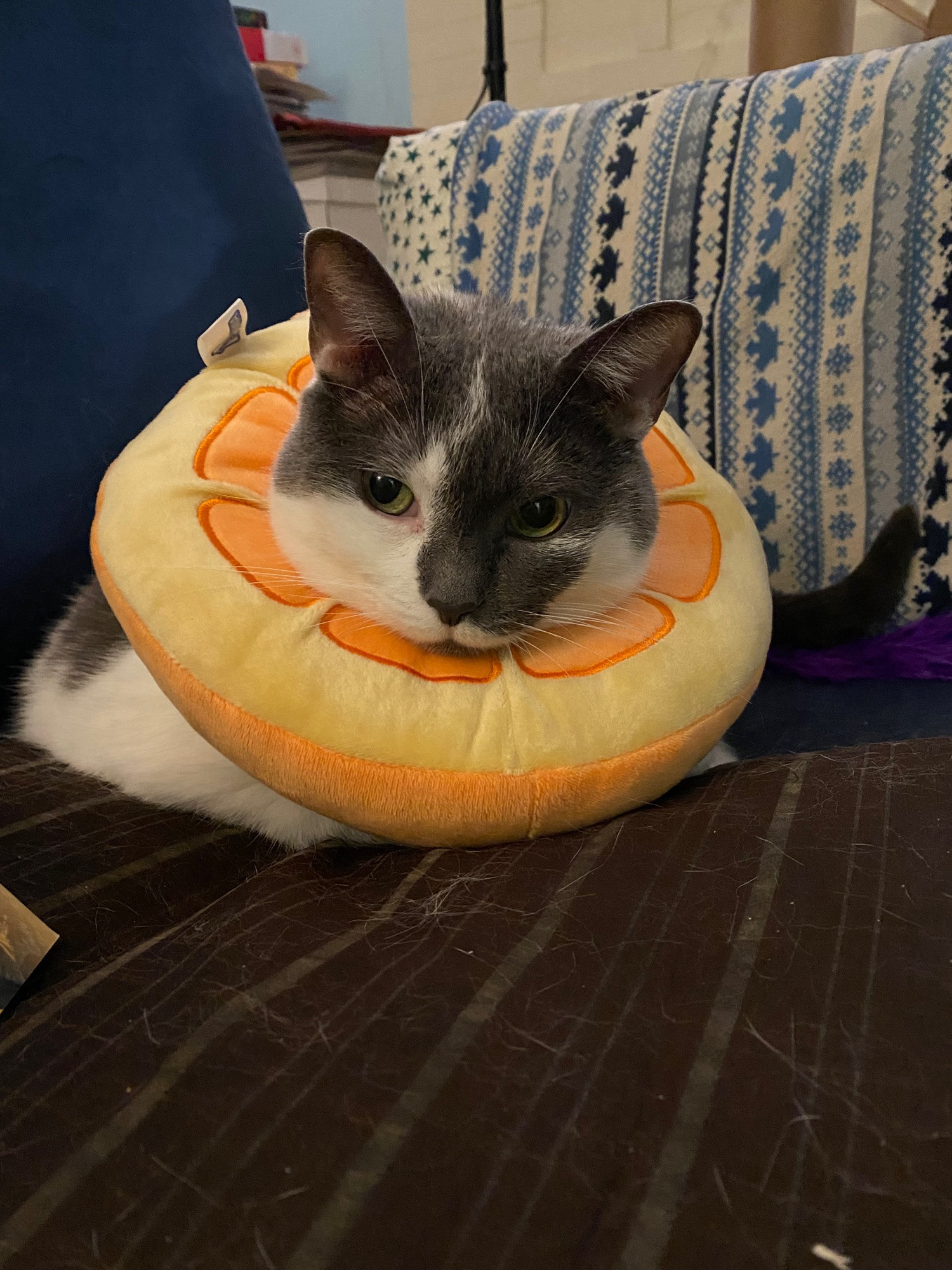 A grey and white cat lies on the couch with a circular pillow around her neck like an Elizabethan ruff. The pillow looks like a slice of orange; the cat looks resigned.