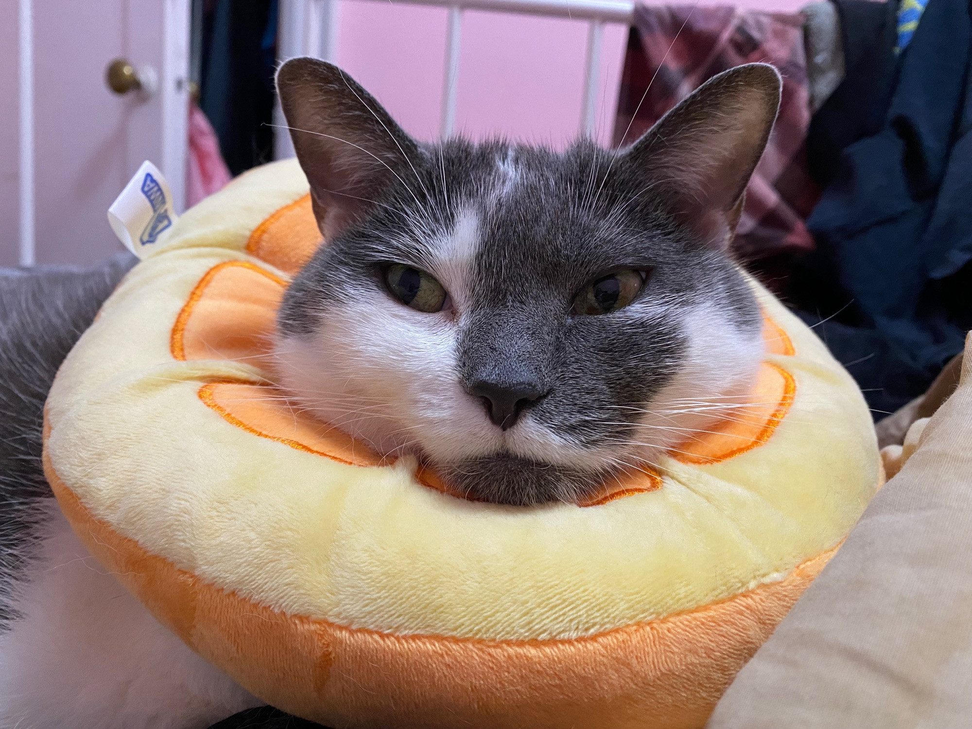 A grey and white cat rests her chin on a circular neck pillow that looks like a slice of orange, looking disgruntled.