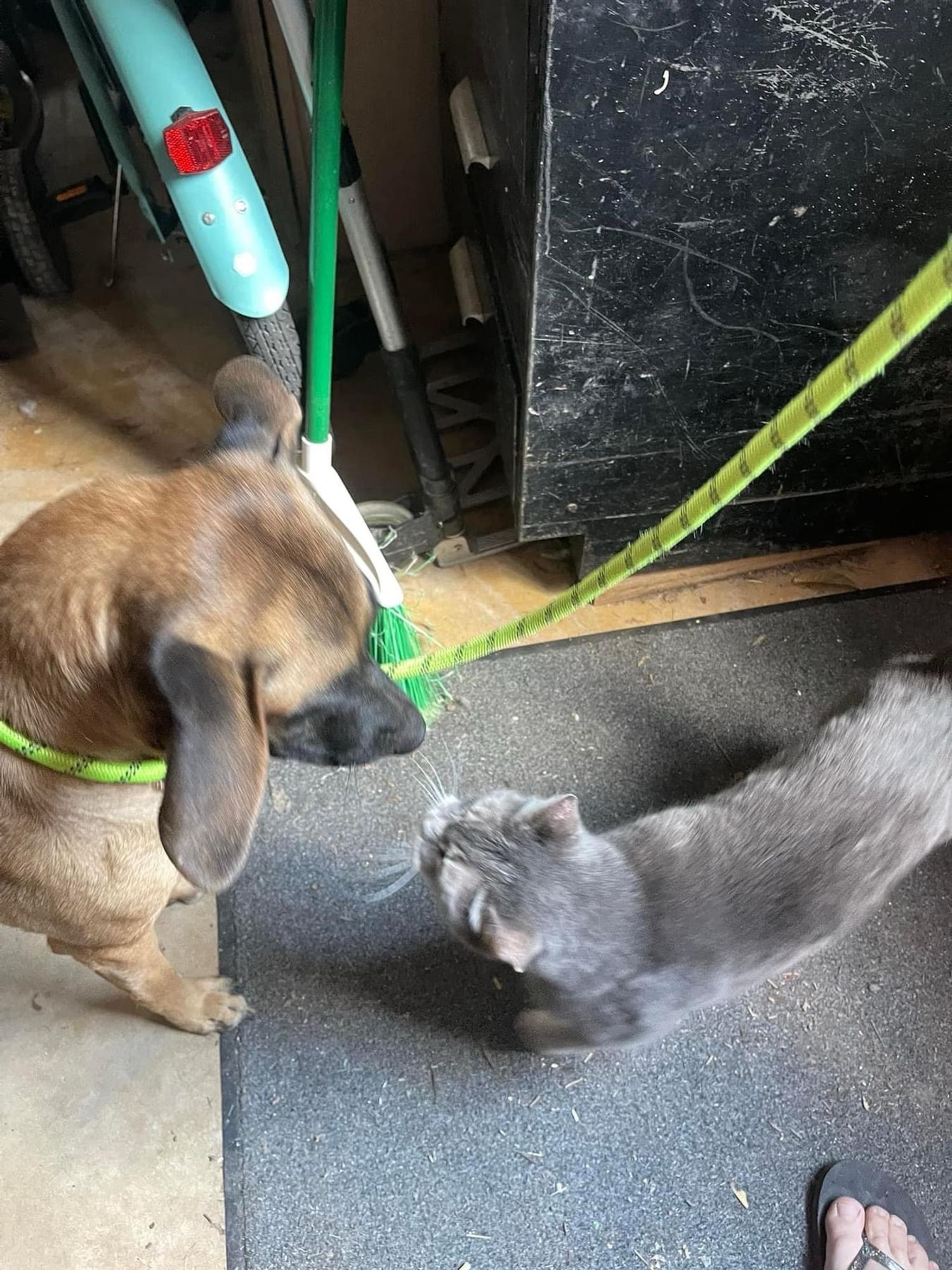 Our new malinois foster and Mokey are nearly booping snoots. She seems just fine around feline friends.