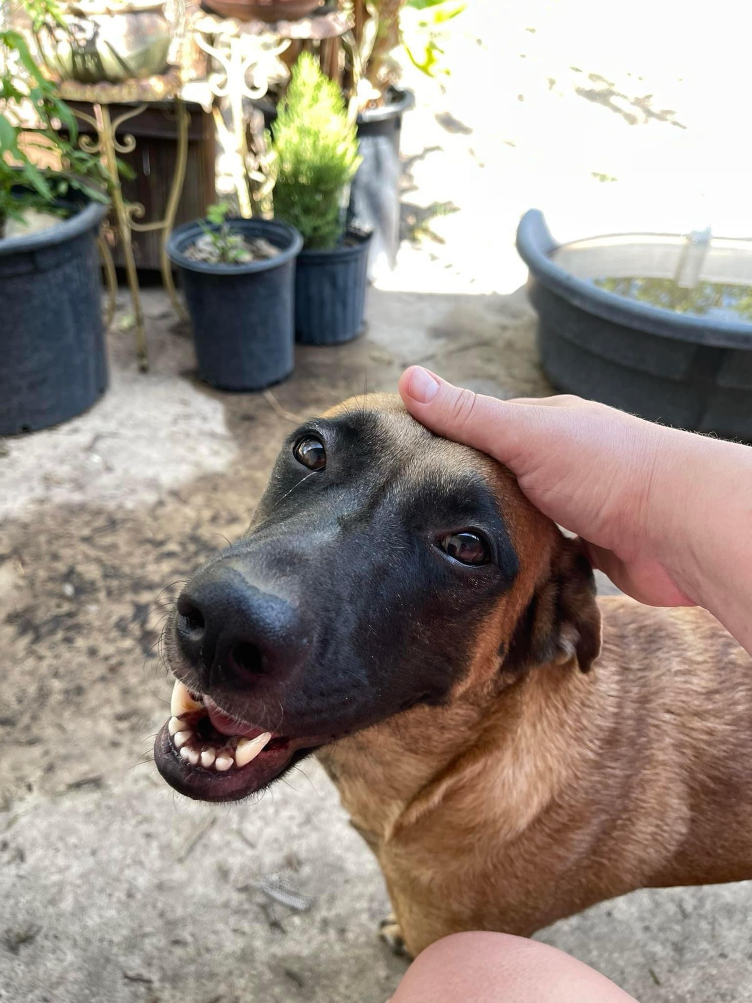 My wife’s hand petting our new malinois foster on our back porch, some potted plants in the background.