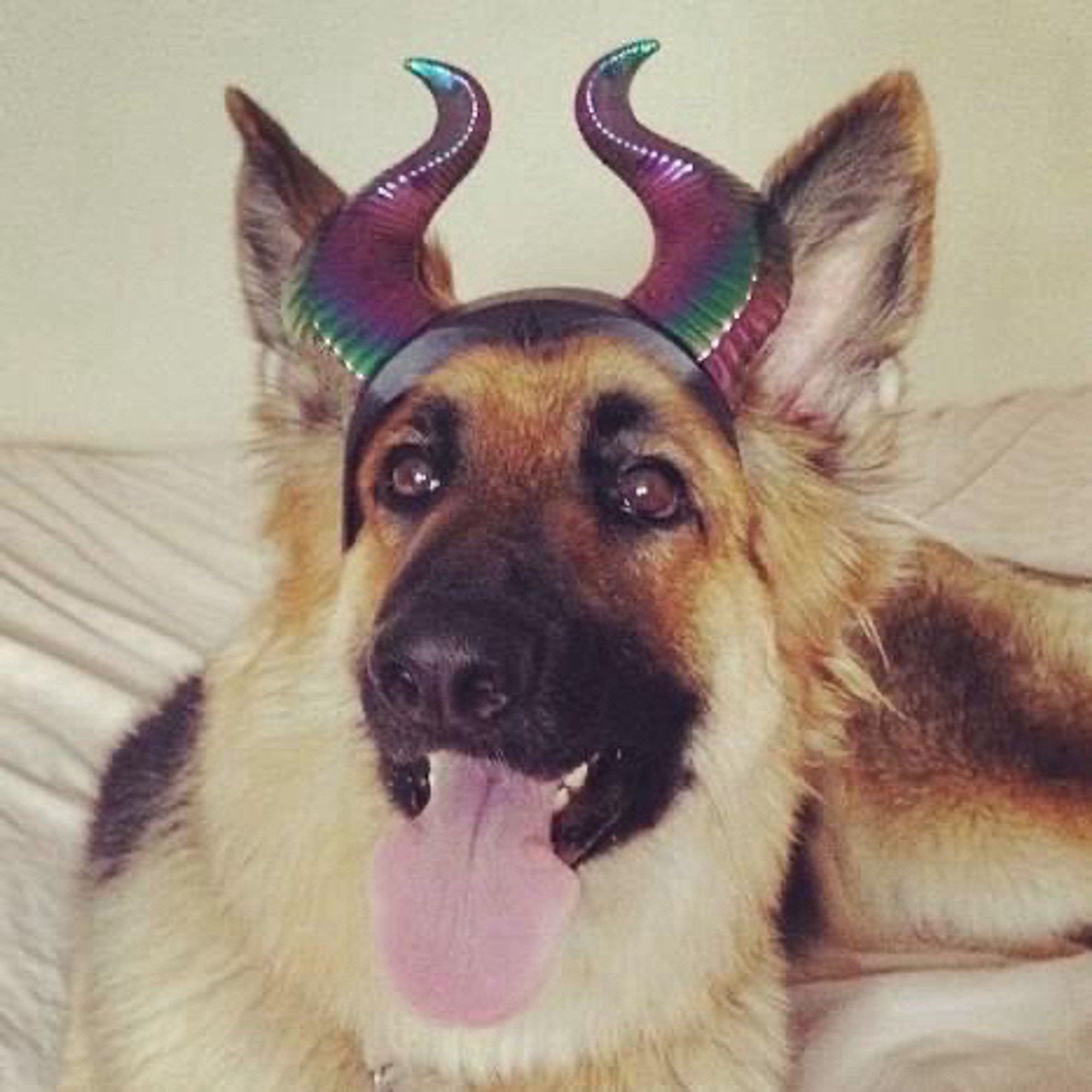 Mal-Eva-cent lying on her bed with a pair of Maleficent horns. She is tolerating wearing them, but only because they’re pretty. May or June 2014, when Maleficent was released in theaters.