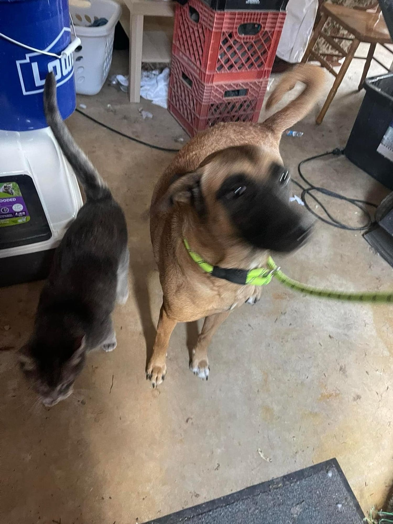 Our malinois foster met my wife’s gray cat, Mokey, in the garage today… the garage is a mess, so let’s just ignore that part.