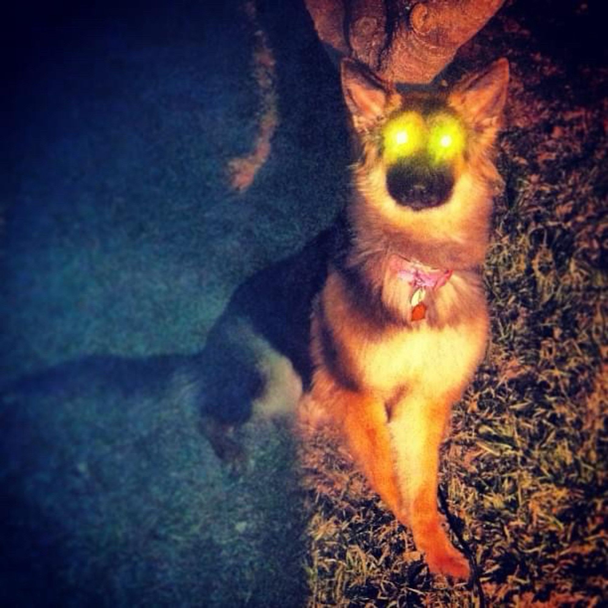 A grainy night time photo, Eva sits in front of a tree, fully charged laser-beam-eyes pointing directly at the camera. Sometime in 2014ish.