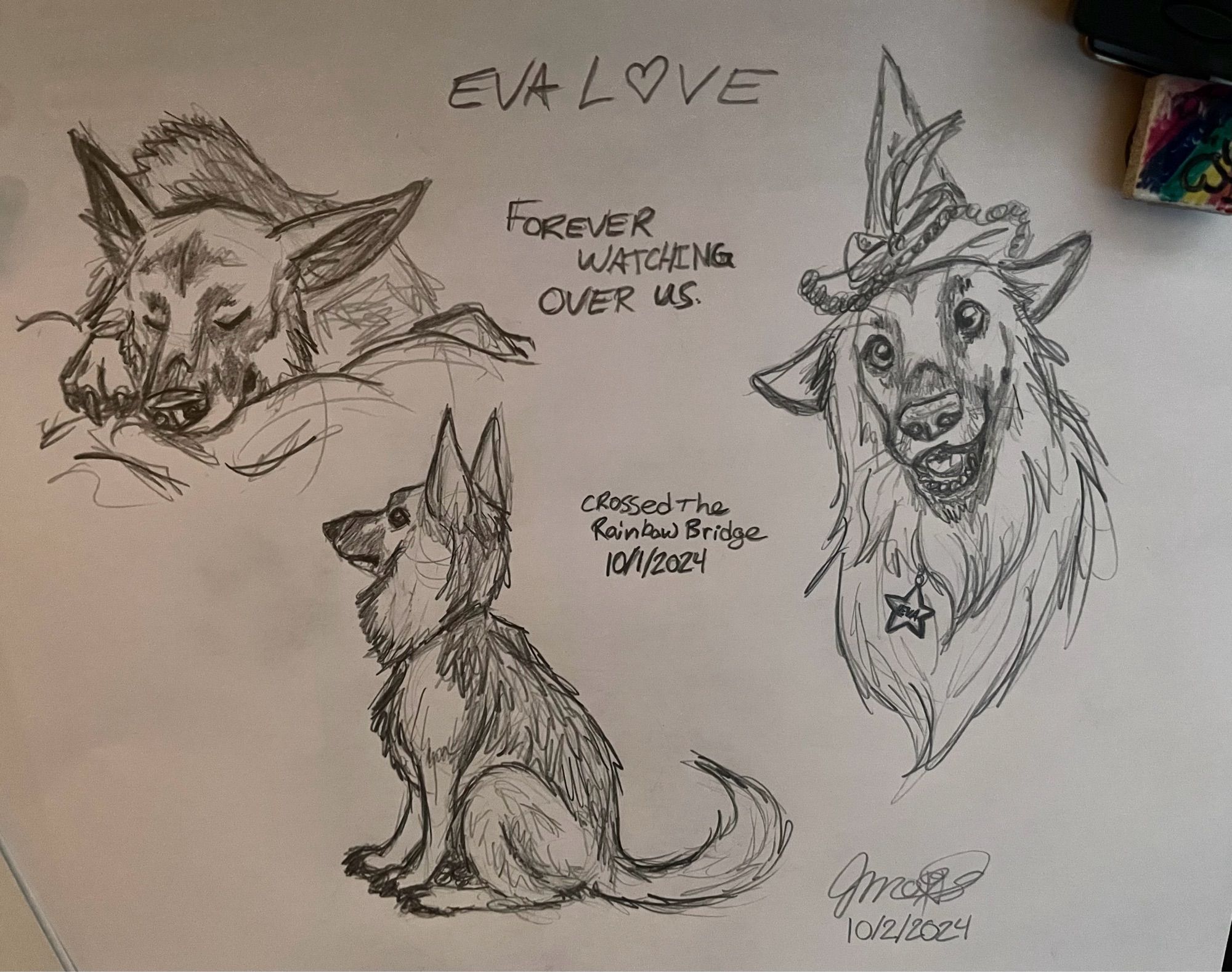 Three sketches on a sheet of white paper. The top left sketch is based on the “Sleepuppy” picture. The right sketch is based on the picture of Eva in her witch hat. The bottom center sketch is a profile of Eva sitting, based off a photo I didn’t share.

It says:

Eva Love

Forever watching over us.

Crossed the rainbow bridge 10/1/2024

My signature and the date 10/2/2024 at the bottom right corner.