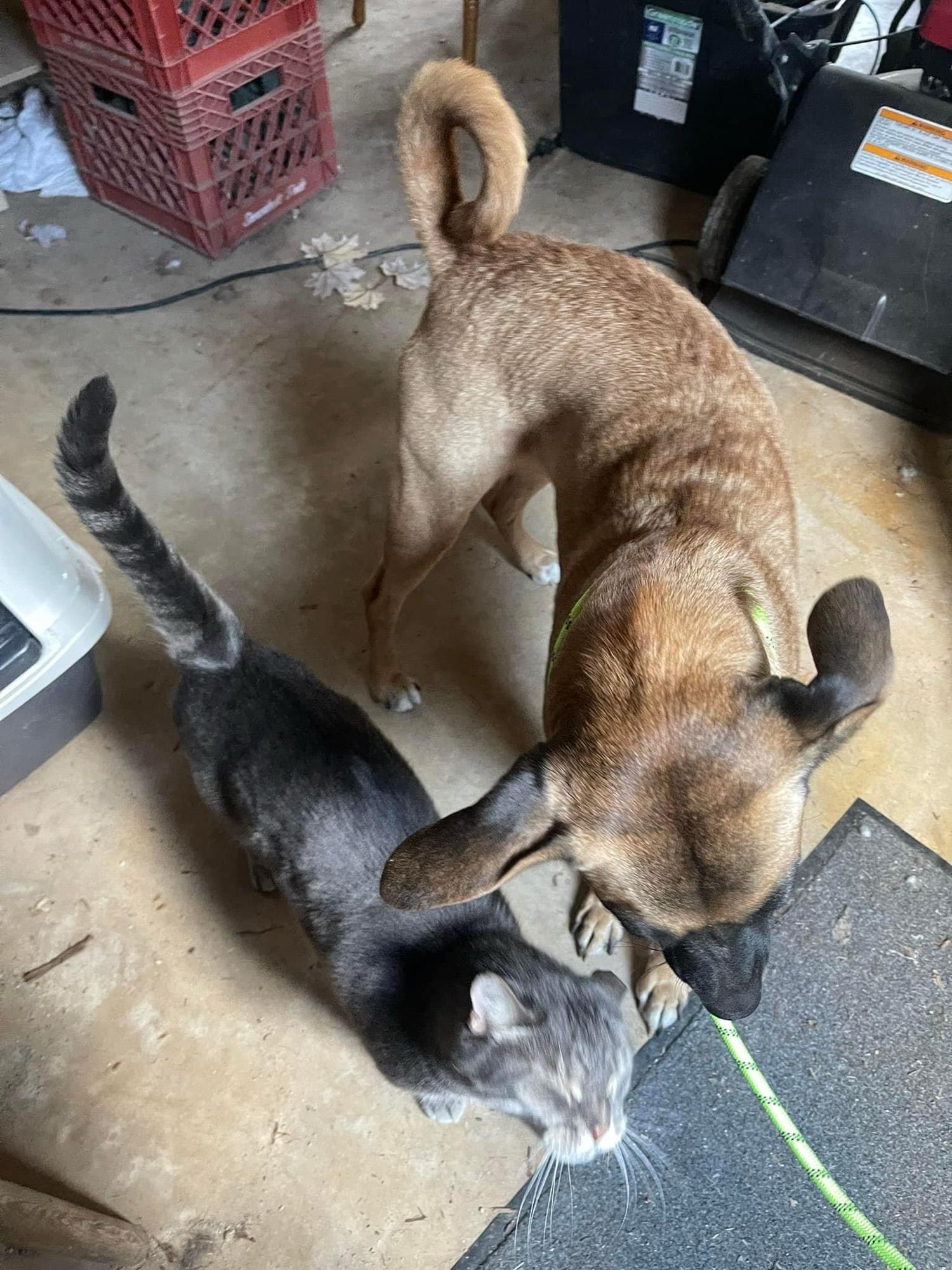 Mokey tries to give our foster a friendly headbutt. Yes, the garage is still a mess.