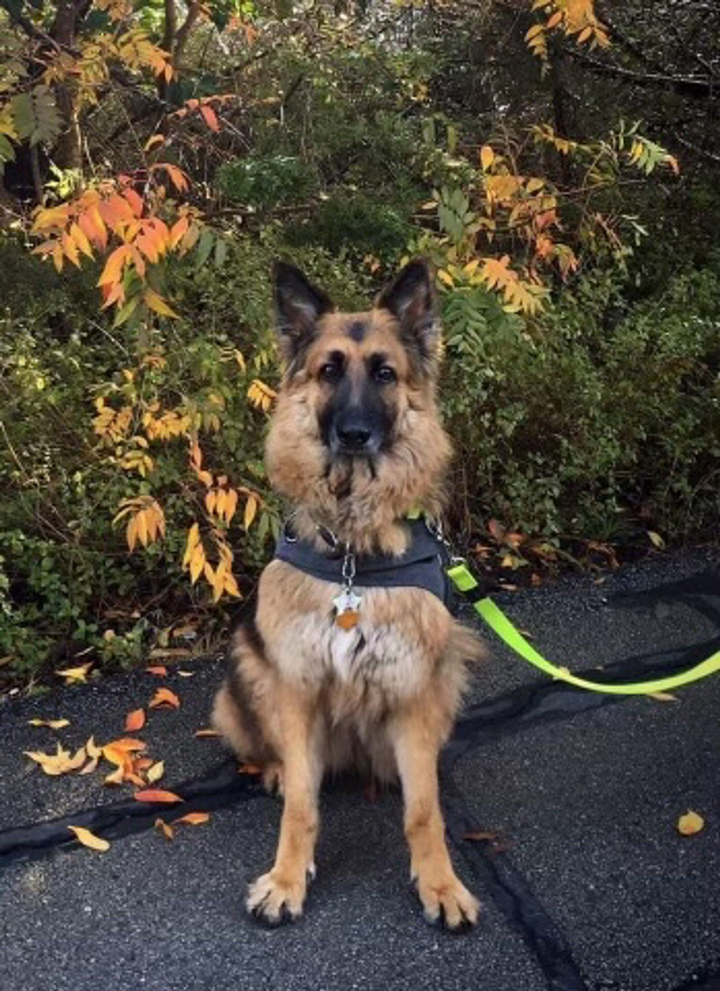 Serious dog is serious. Eva sits in front of some foliage changing to autumn hues. She looks very serious, staring at the camera. Unsure of the date, but I’d guess 2017 to 2019.