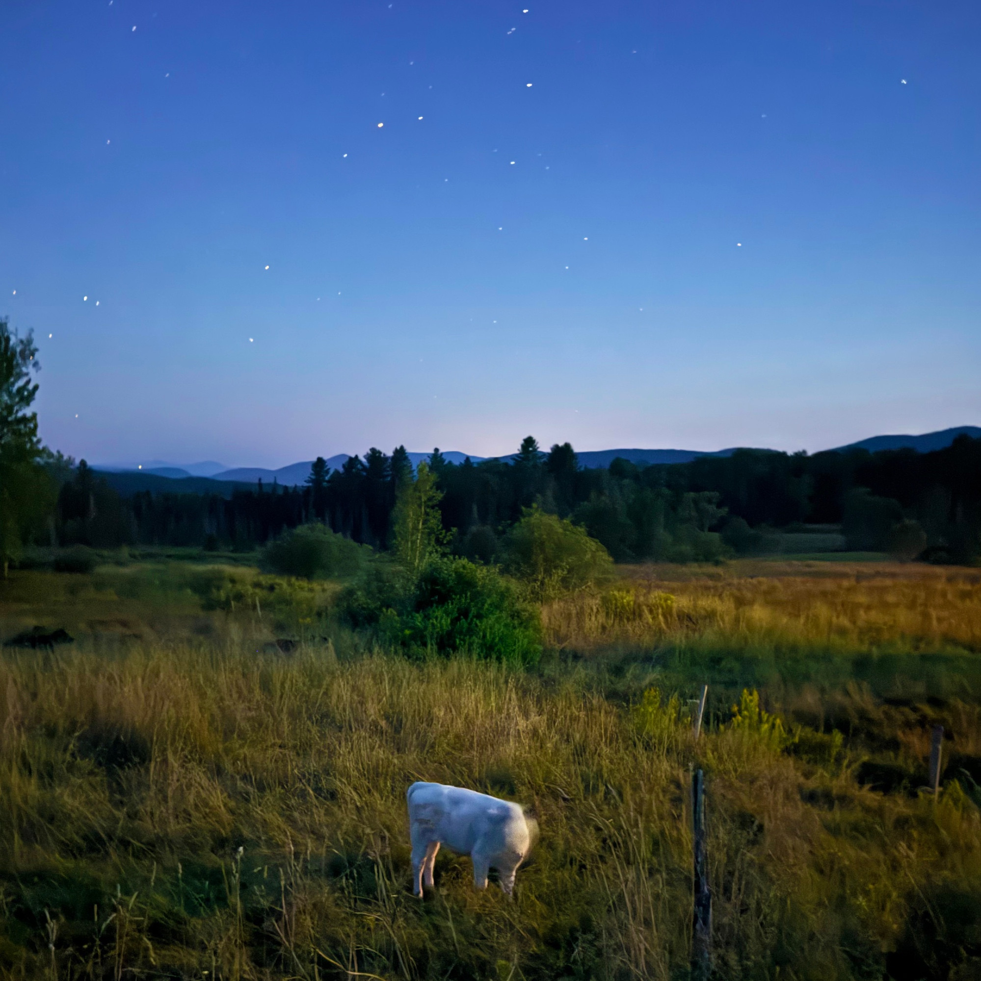 a cow in a field by the mountains at night