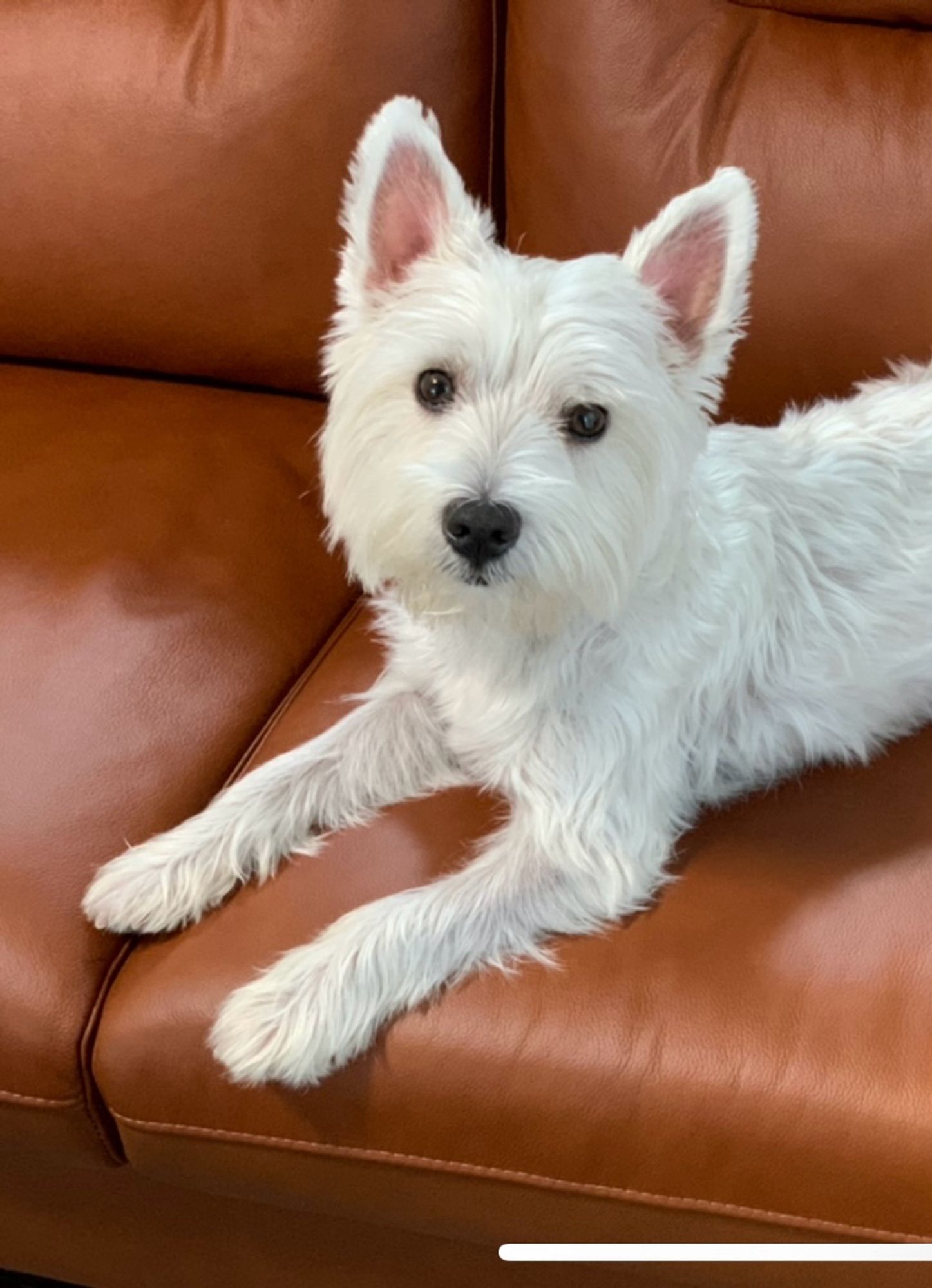 A white Westie lying on a brown leather sofa, looking directly at the camera with a relaxed and confident expression.