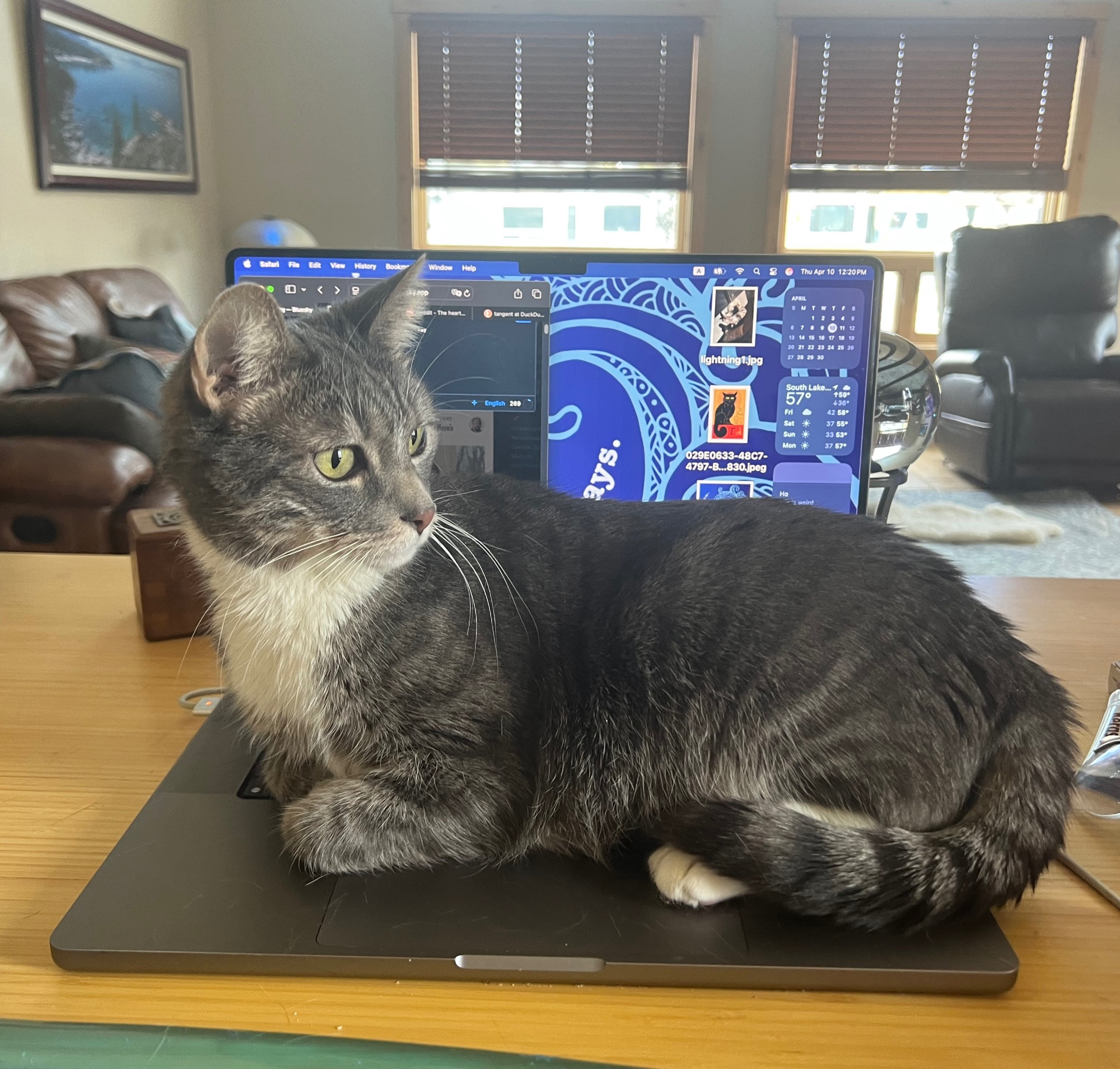 A small, grey tabby cat sitting on a 15" MacBook. She is smaller than the computer's base. 