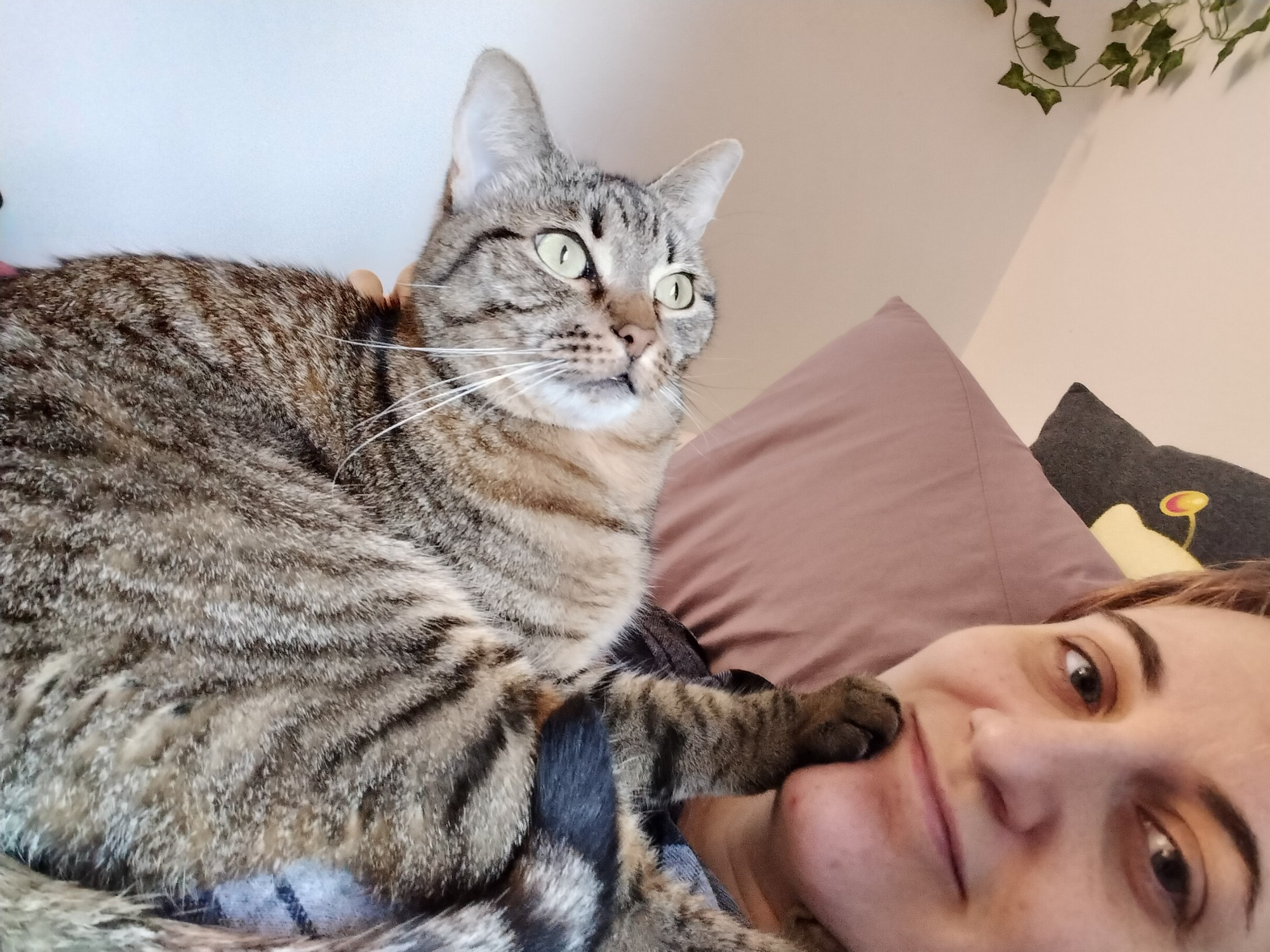 A brown tabby cat is curled up on top of a human who is laying down. The cat is sticking her paws on the human's face and it looks funny. 