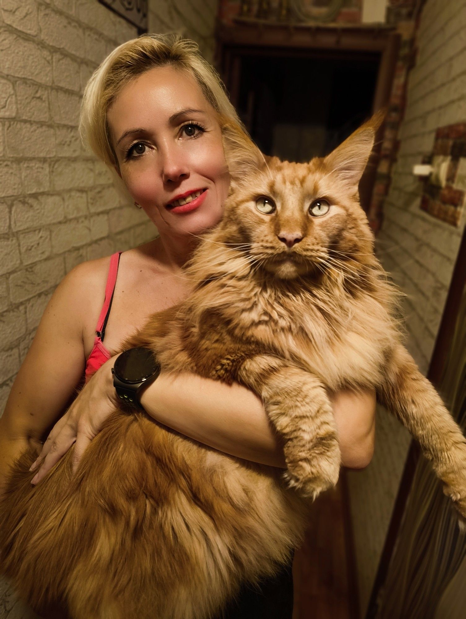 maincoon kitty cat big red cat lynx pretty girl pinup milf