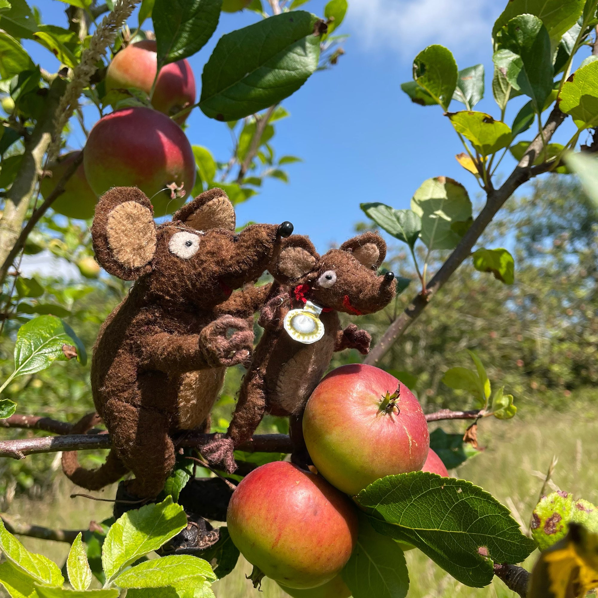 Photo of Minimus and Silvius, the Latin mice, perched on the branch of an apple tree on a clear day. There are plenty of apples growing, already starting to turn red. The mice should have a good harvest!