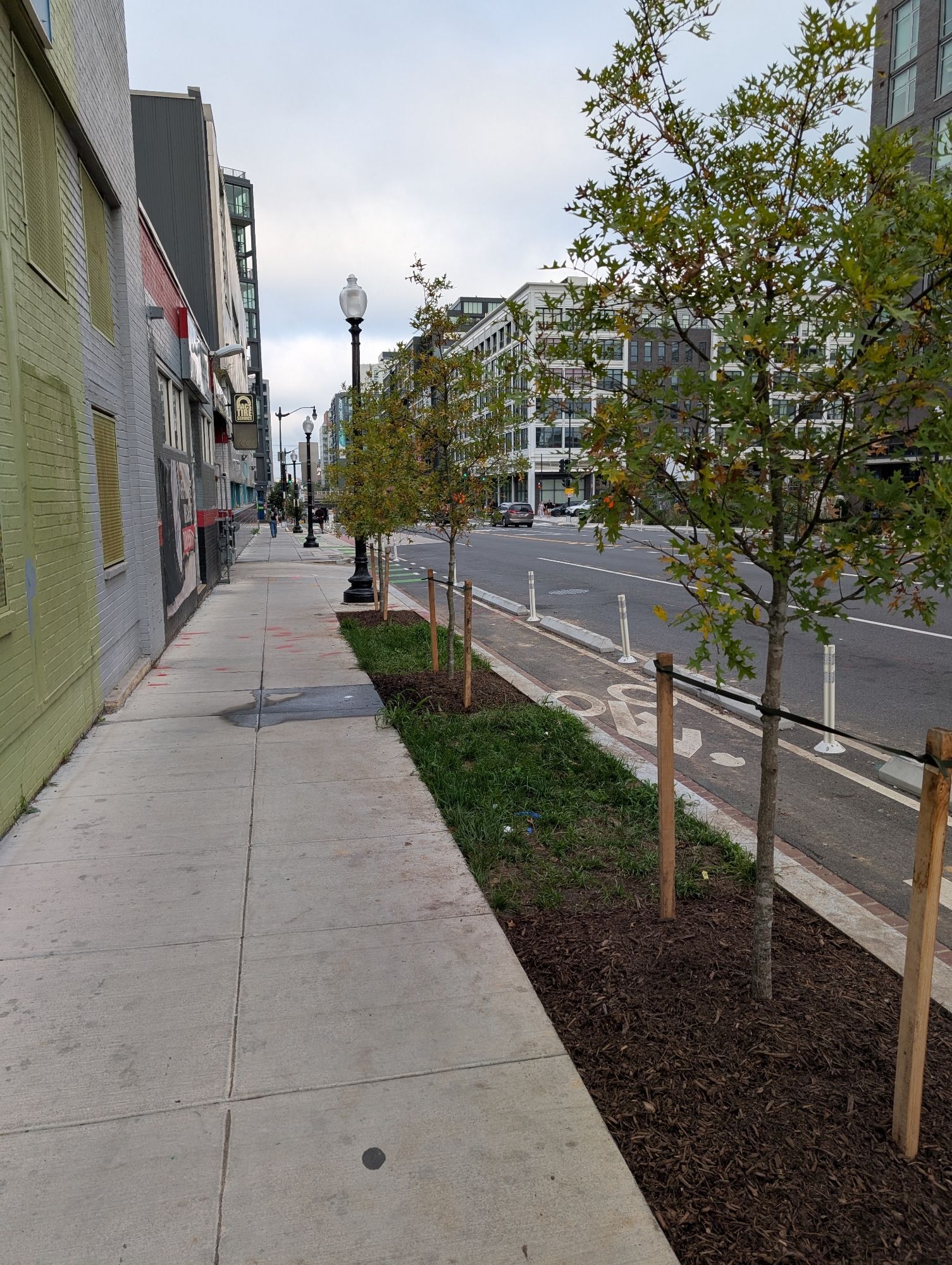 Newly planted trees along Florida Ave NE by Mac's