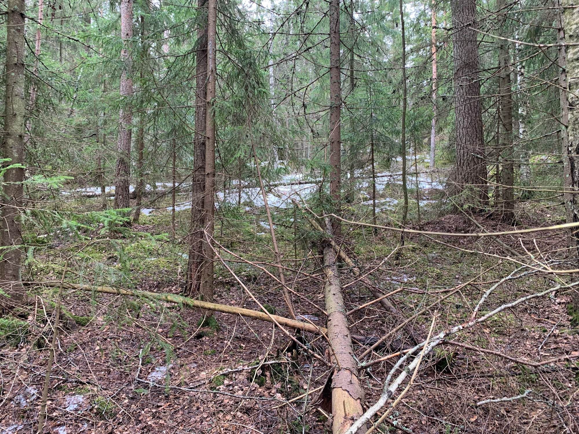 Kuva luonnontilaisesta metsästä, jossa luonnon kaatamia puita pikkuhiljaa lahoamassa