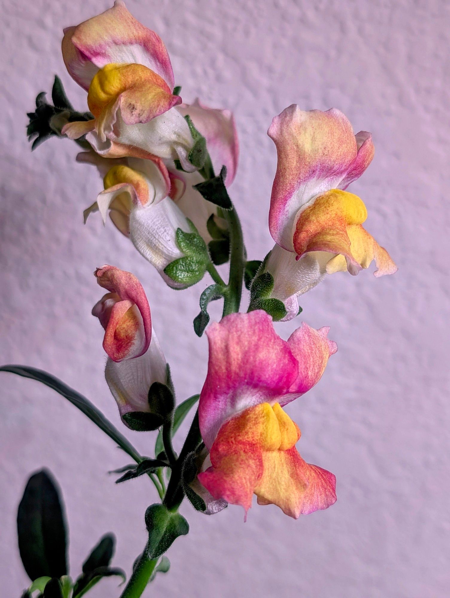 red, orange, pink and white snapdragon blooms