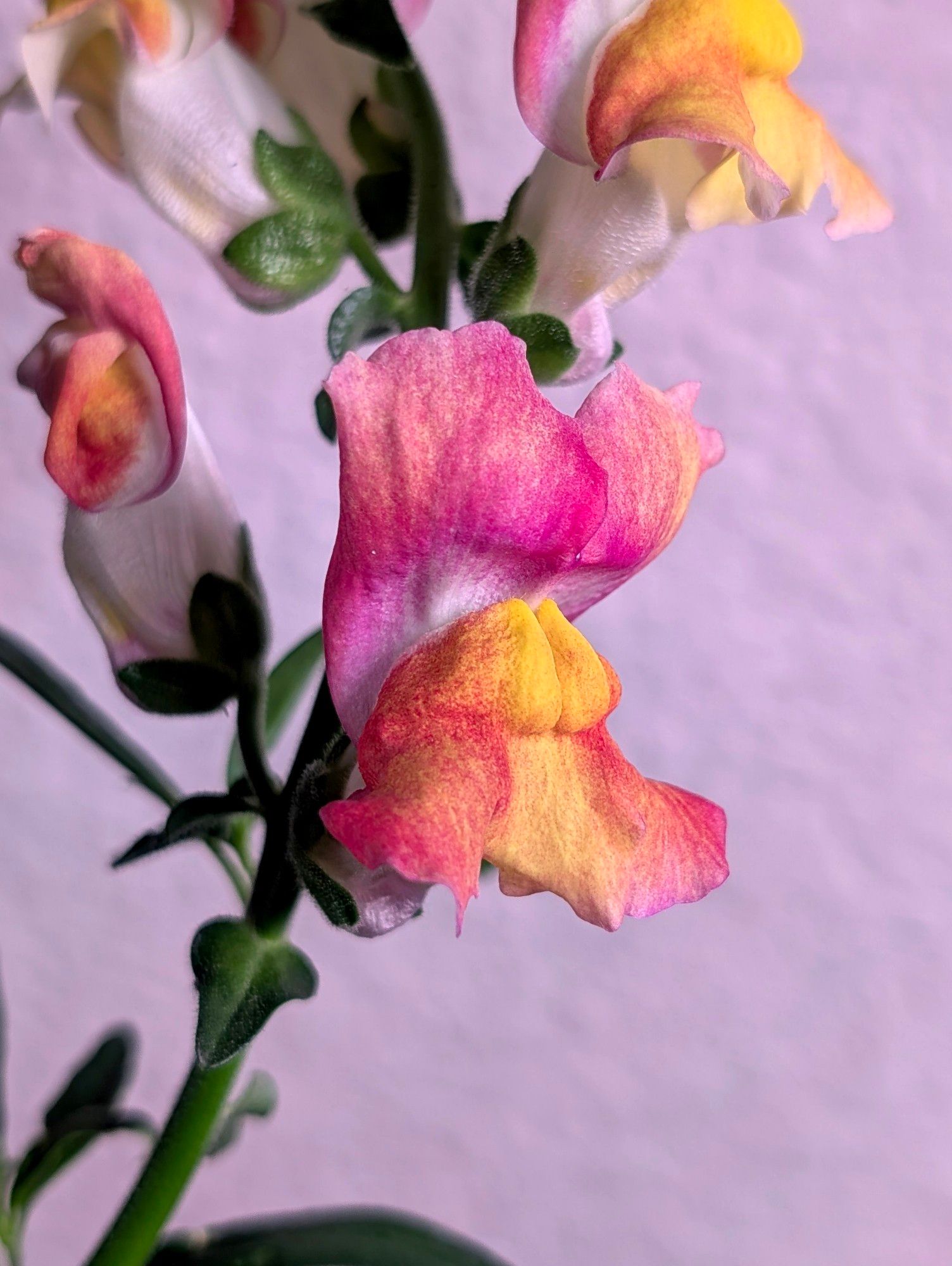 close-up of a red, orange, pink and white snapdragon bloom