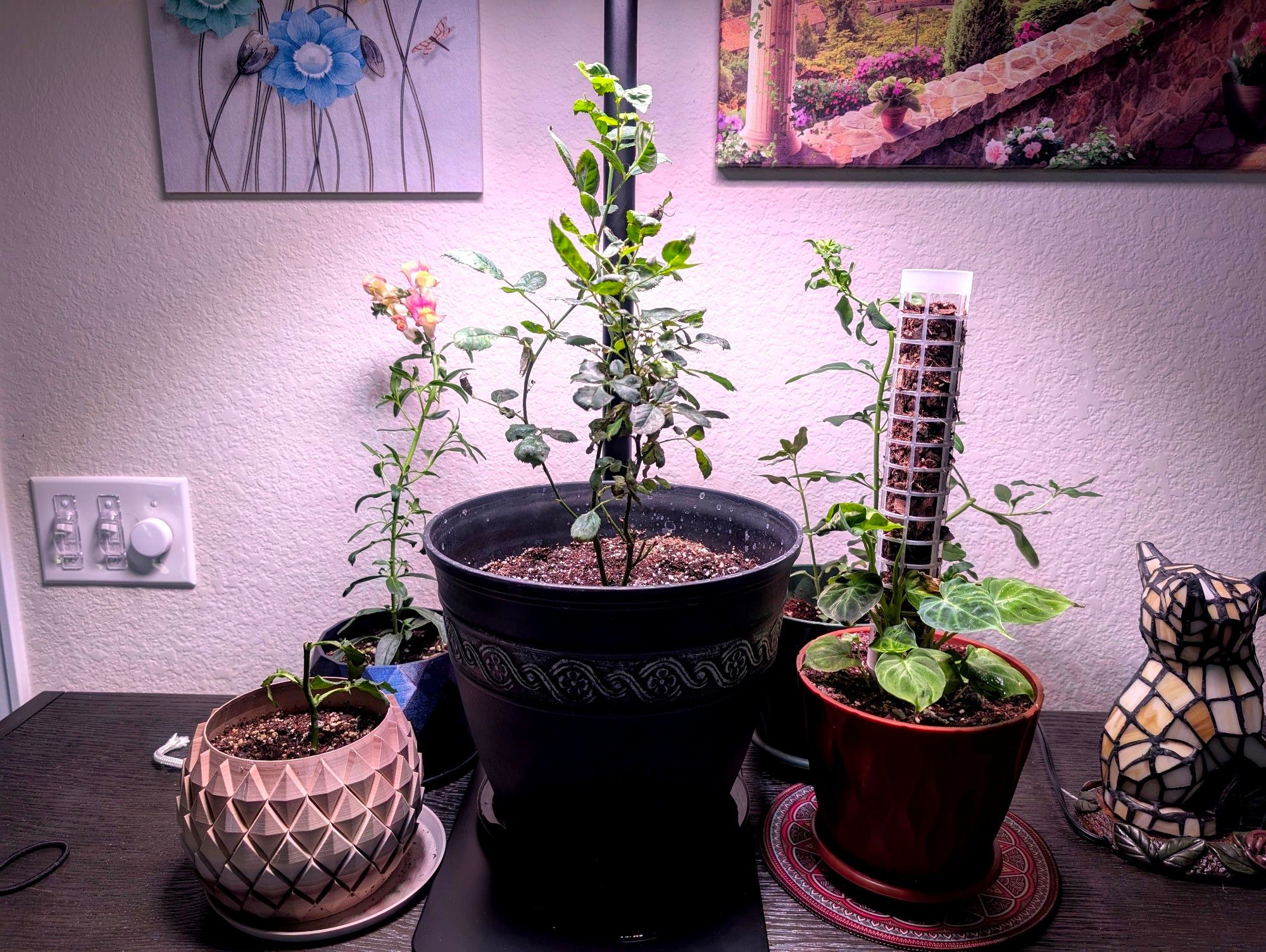 a large planter with a miniature rose, surrounded by 4 smaller planters containing snapdragons, a philodendron, and a miniature rose cutting from a bouquet