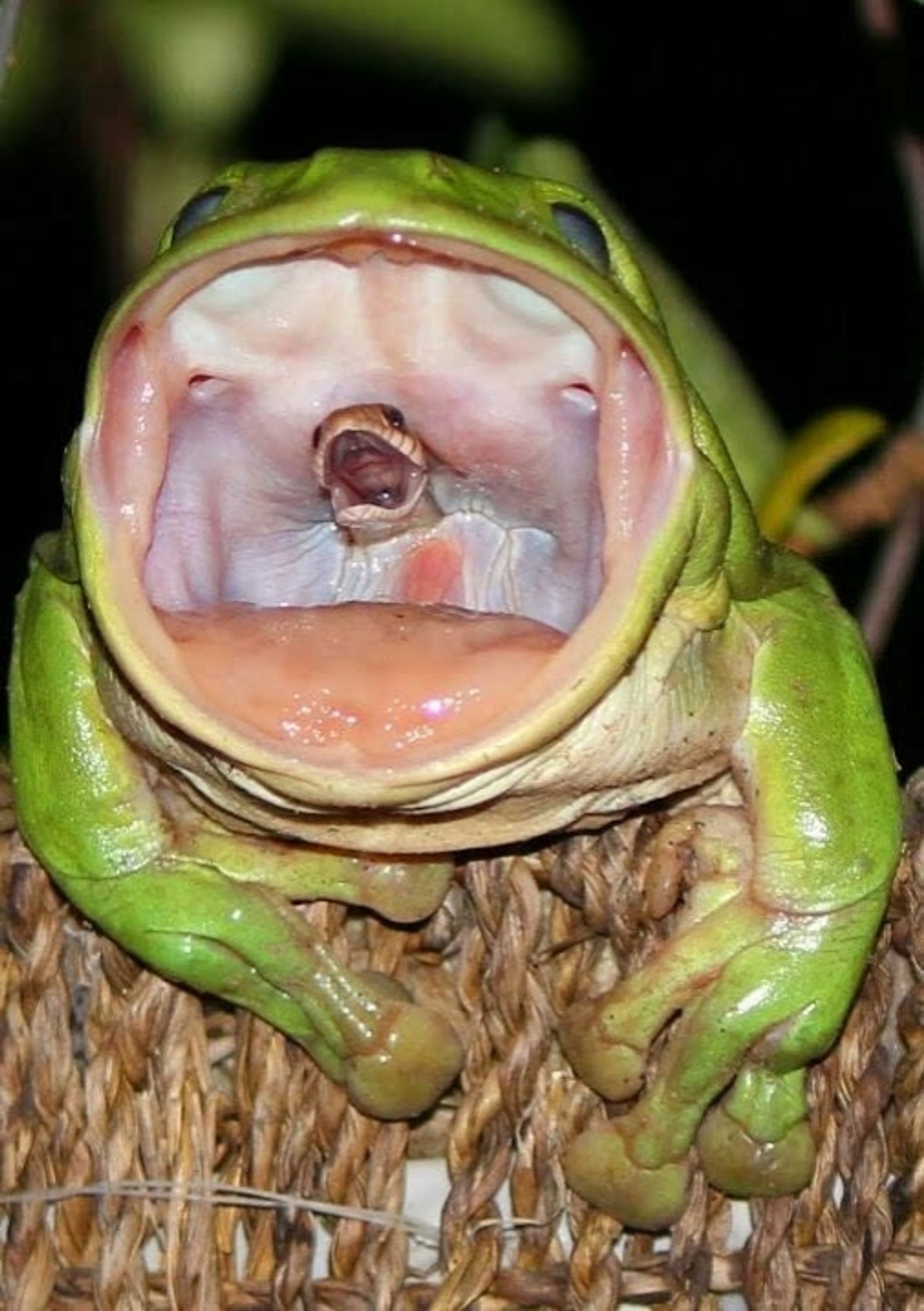 A tree frog eating a small snake. The head of the snake is still sticking out of the escophagus of the frog.