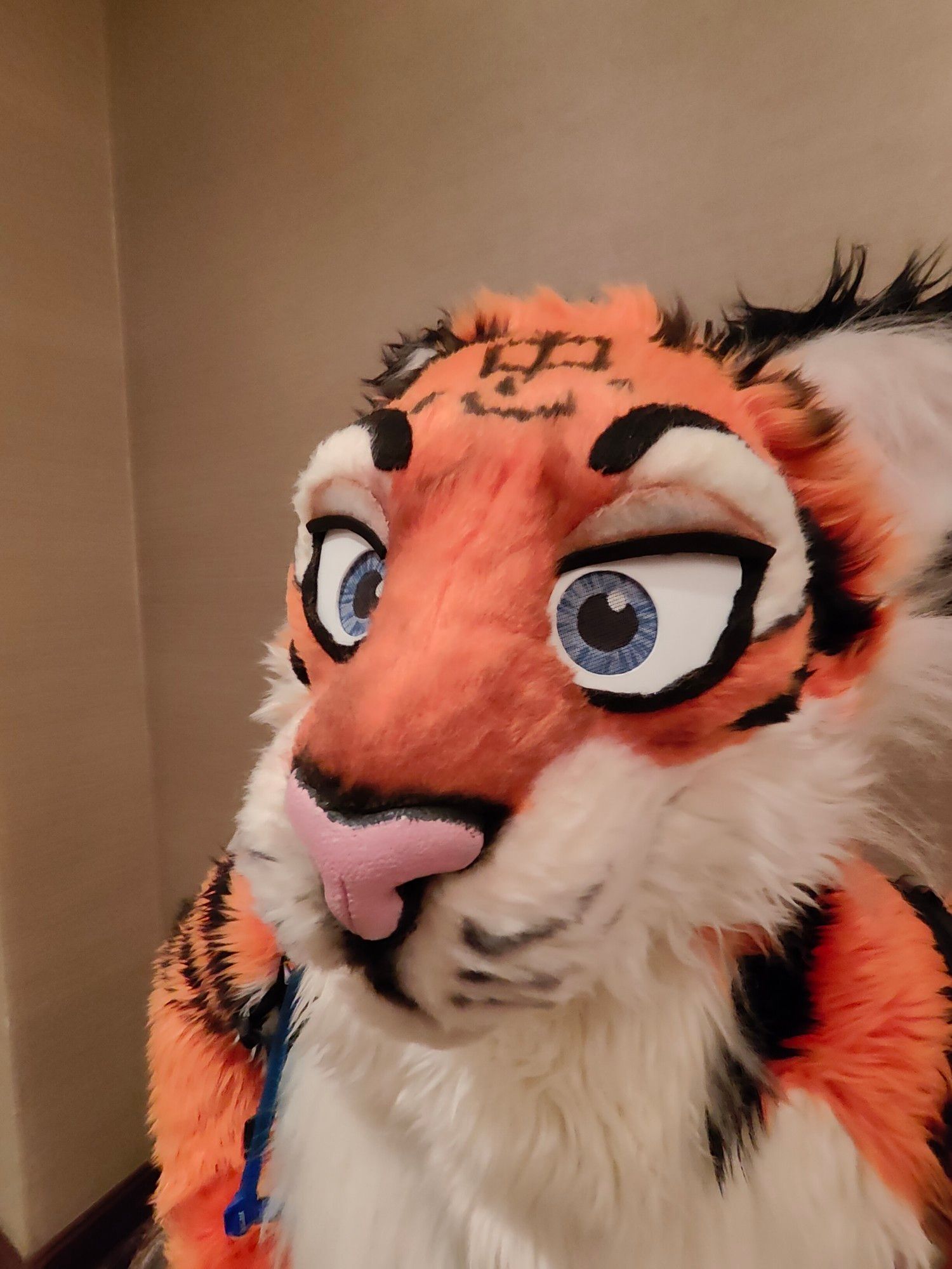 Close up of Zedd the tiger in the hallway at Bewhiskered.