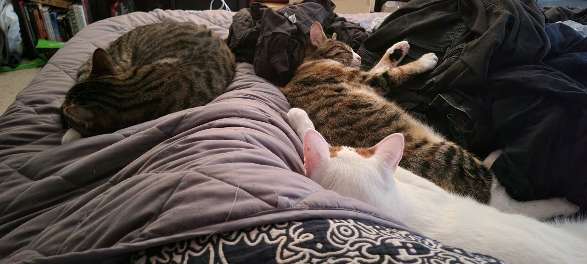 Three cats curled up around my legs. Furthest left is a tabby boy in a circle (Garrus), across my legs from him is a small tabico girl stretched out (Tali) and closer to the camera is white with a few calico spots girl cat (Vetra) tucked against my hip.