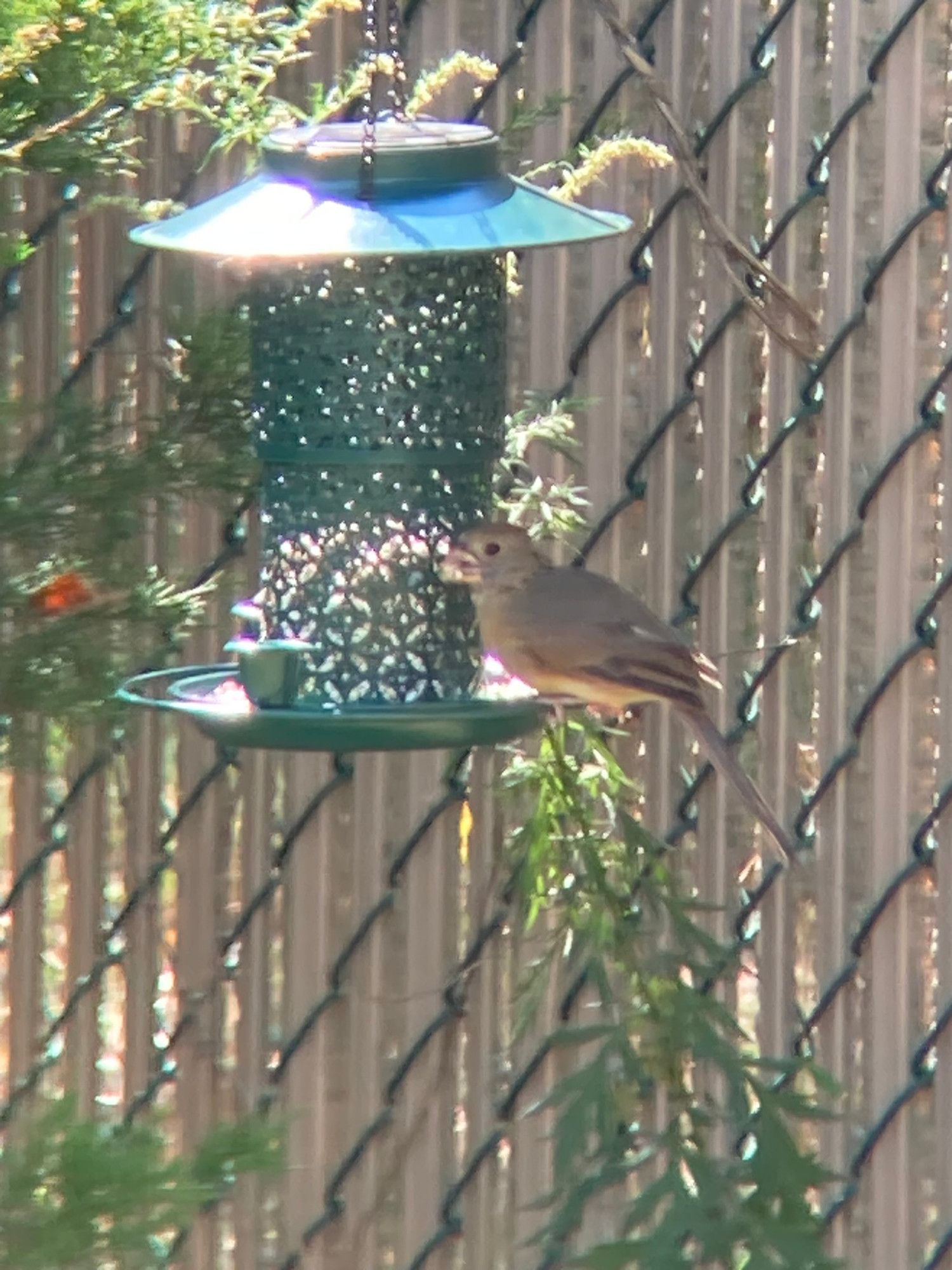 a juvenile cardinal eating safflower seed from my bird feeder. this bird is almost 2 months old now.