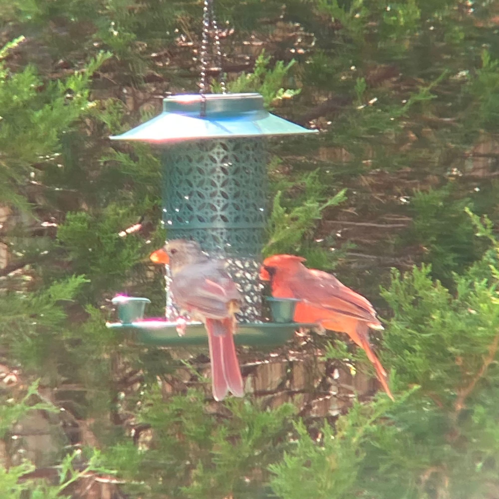 adult cardinals (one female, one male) enjoying safflower seeds from my bird feeder