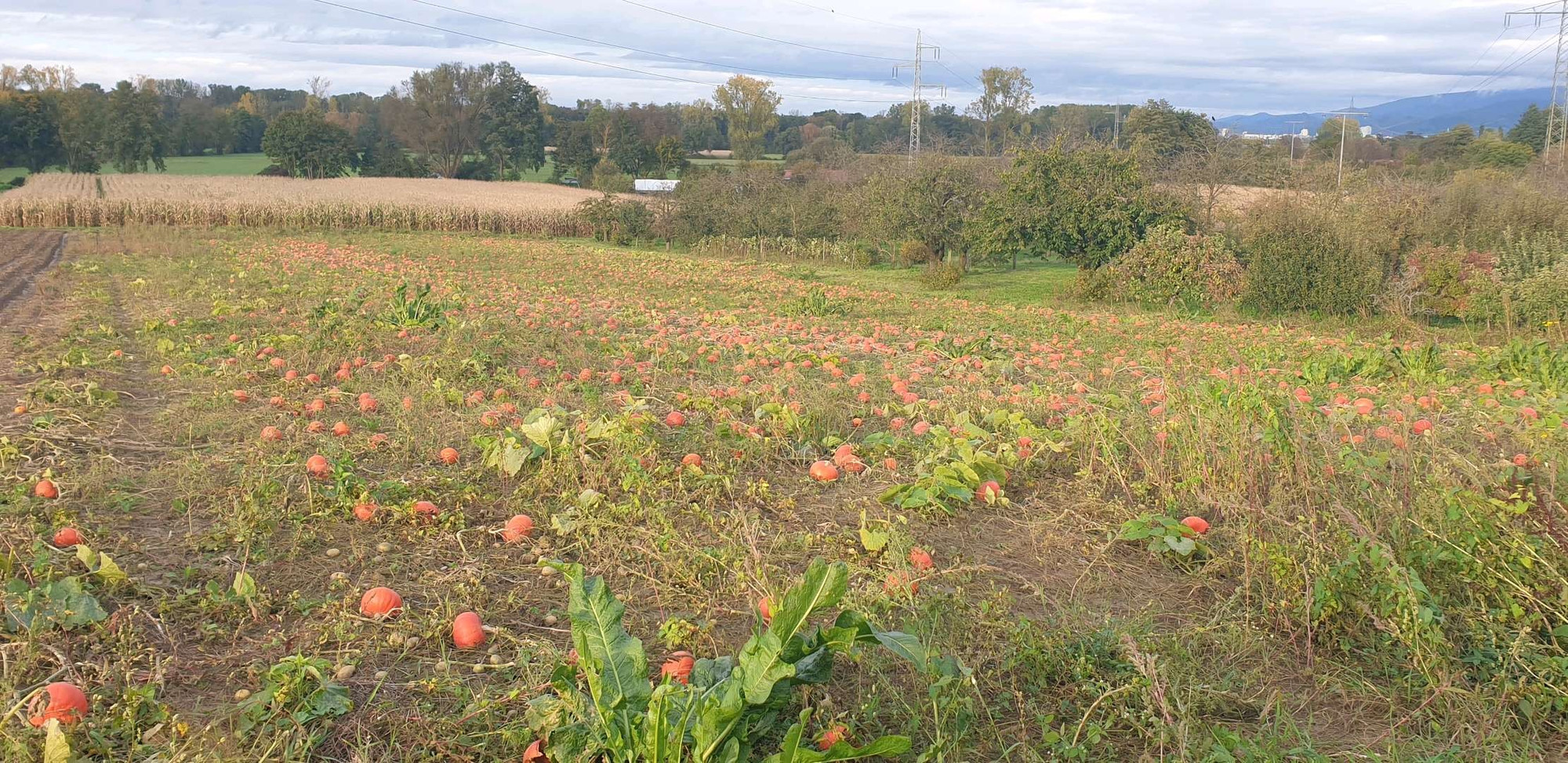 Im Vordergrund ein Kürbisfeld mit Hokkaido Kürbisse, im Hintergrund ein Maisfeld, Bäume und Schleierwolken, nebenan  Obstbäume.