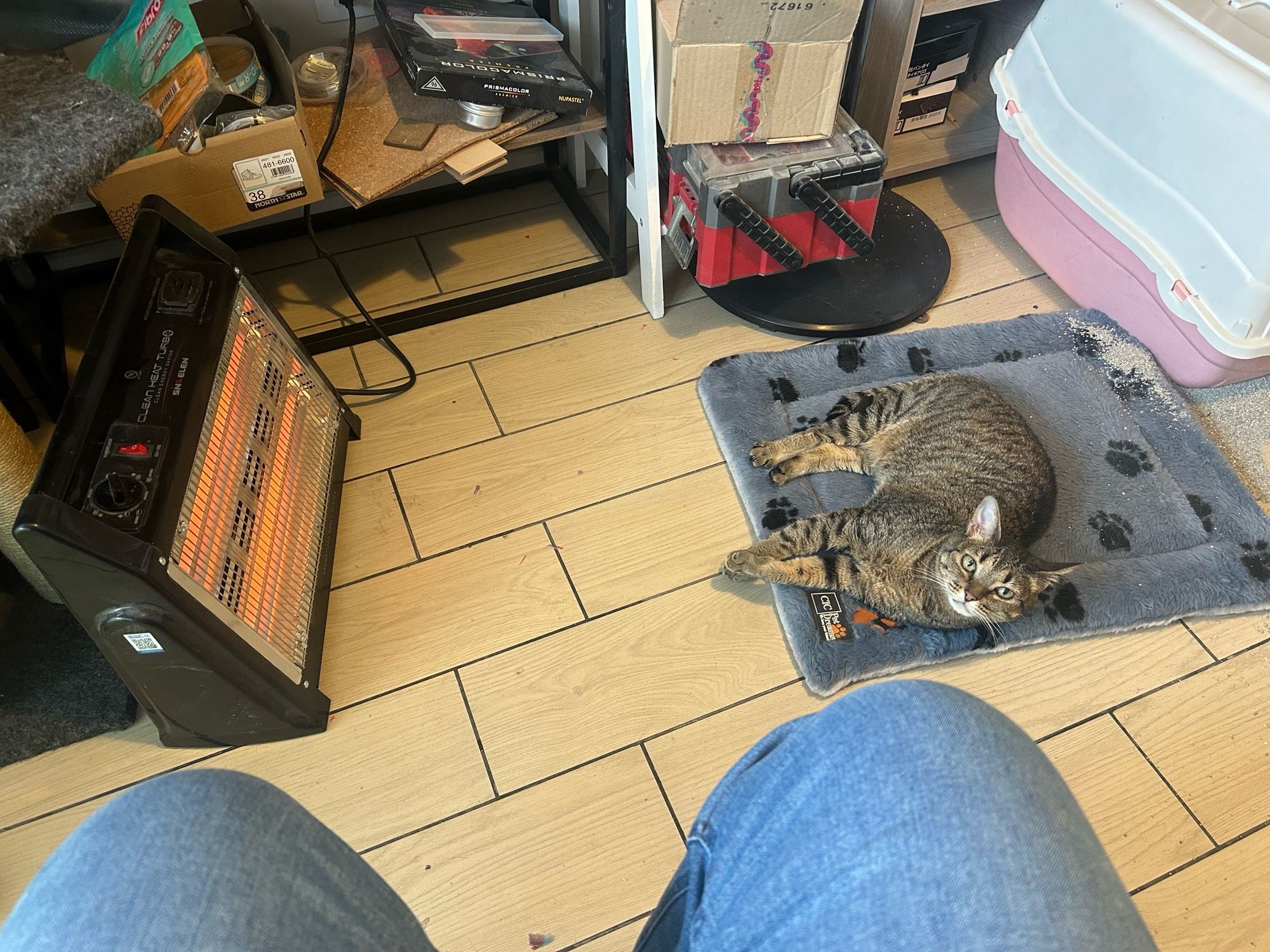 Rosalina the cat lounging in front of her heater in a blue bed looking to the camera