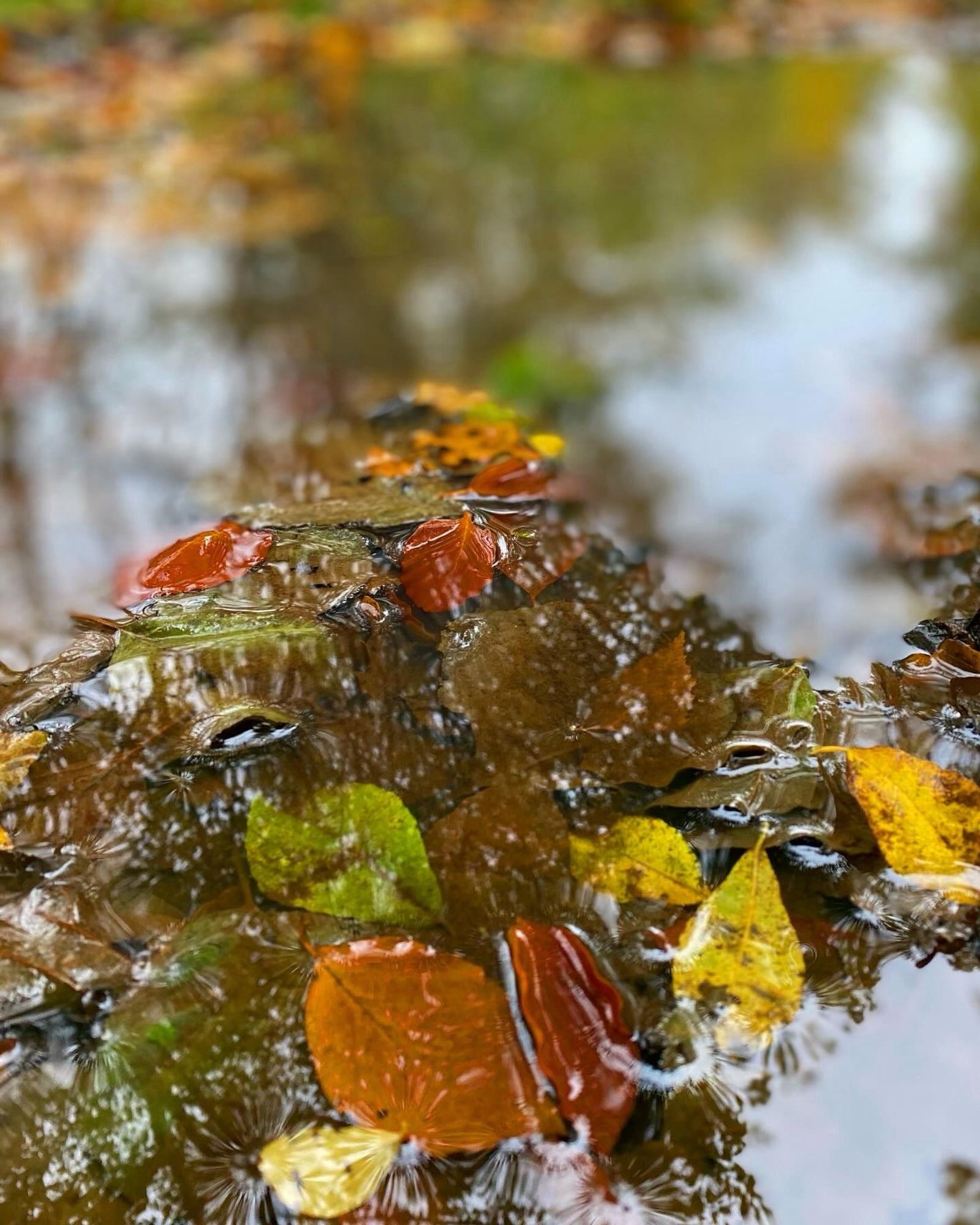 Das Bild zeigt Blätter in allen Farben des Herbstes in einer Pfütze schwimmend.