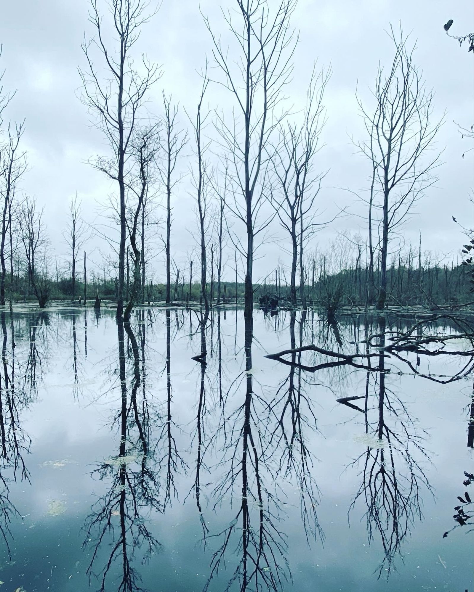 Das Bild zeigt kahle Bäume auf einer überfluteten Moorwiese und ihre Spiegelung im Wasser.