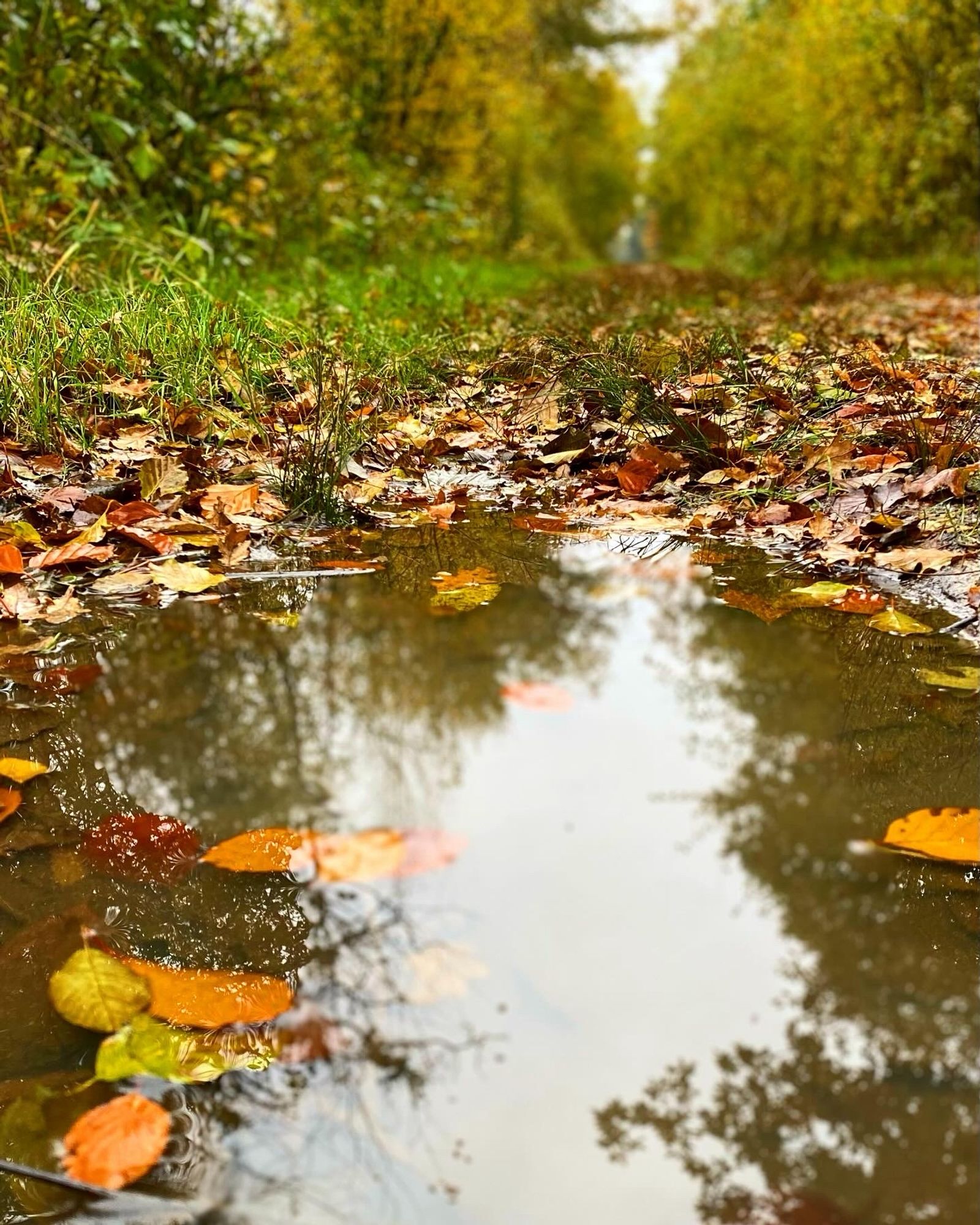 Das Bild zeigt eine Pfütze in einem Herbstwald. Darin spiegeln sich der Himmel und Baumkronen und Blätter schwimmen umher.