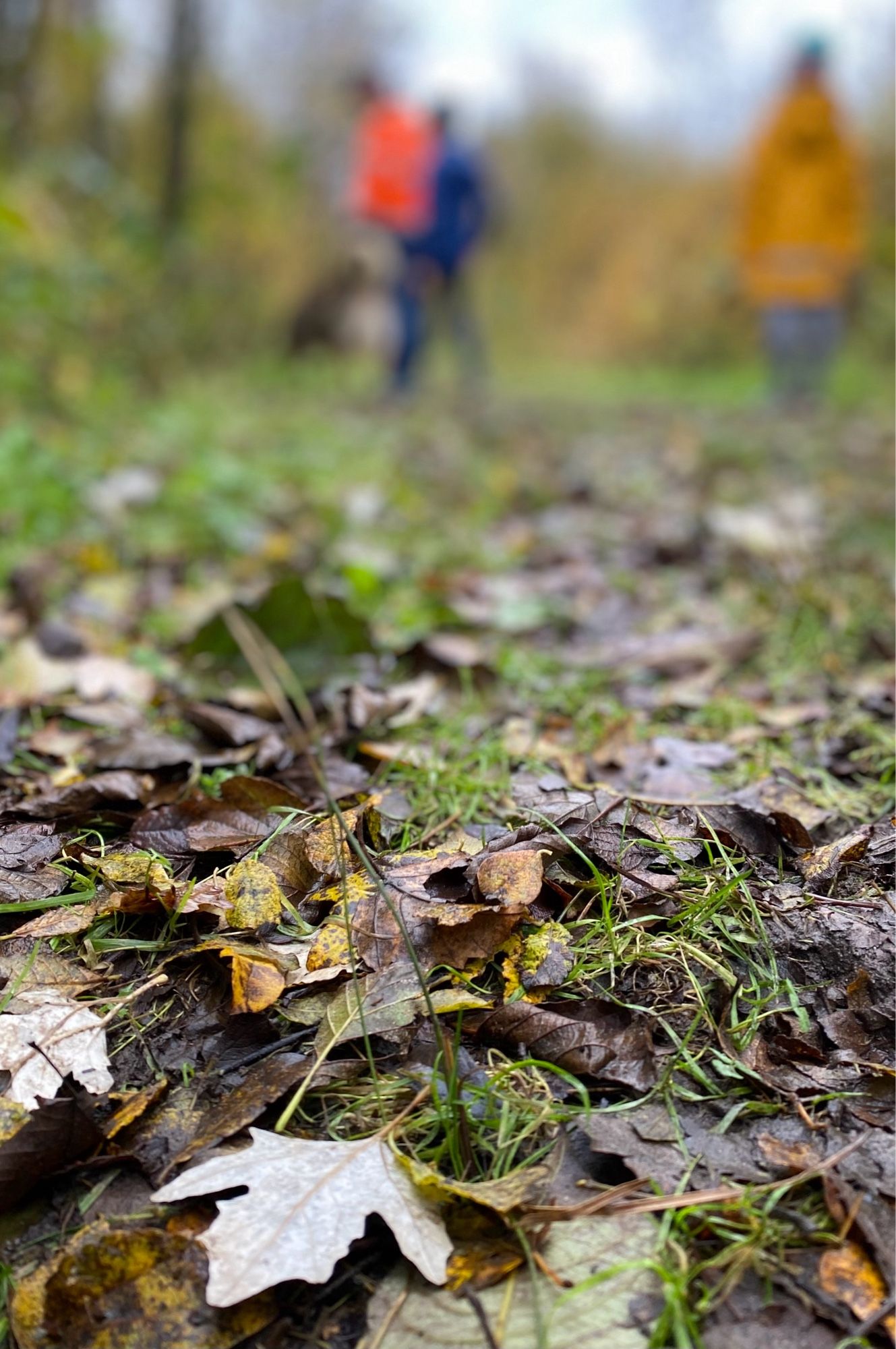 Das Bild zeigt im Vordergrund vertrocknete Blätter  auf einem Waldboden. Im Hintergrund sind verschwommen 3 Menschen und ein Hund zu sehen.