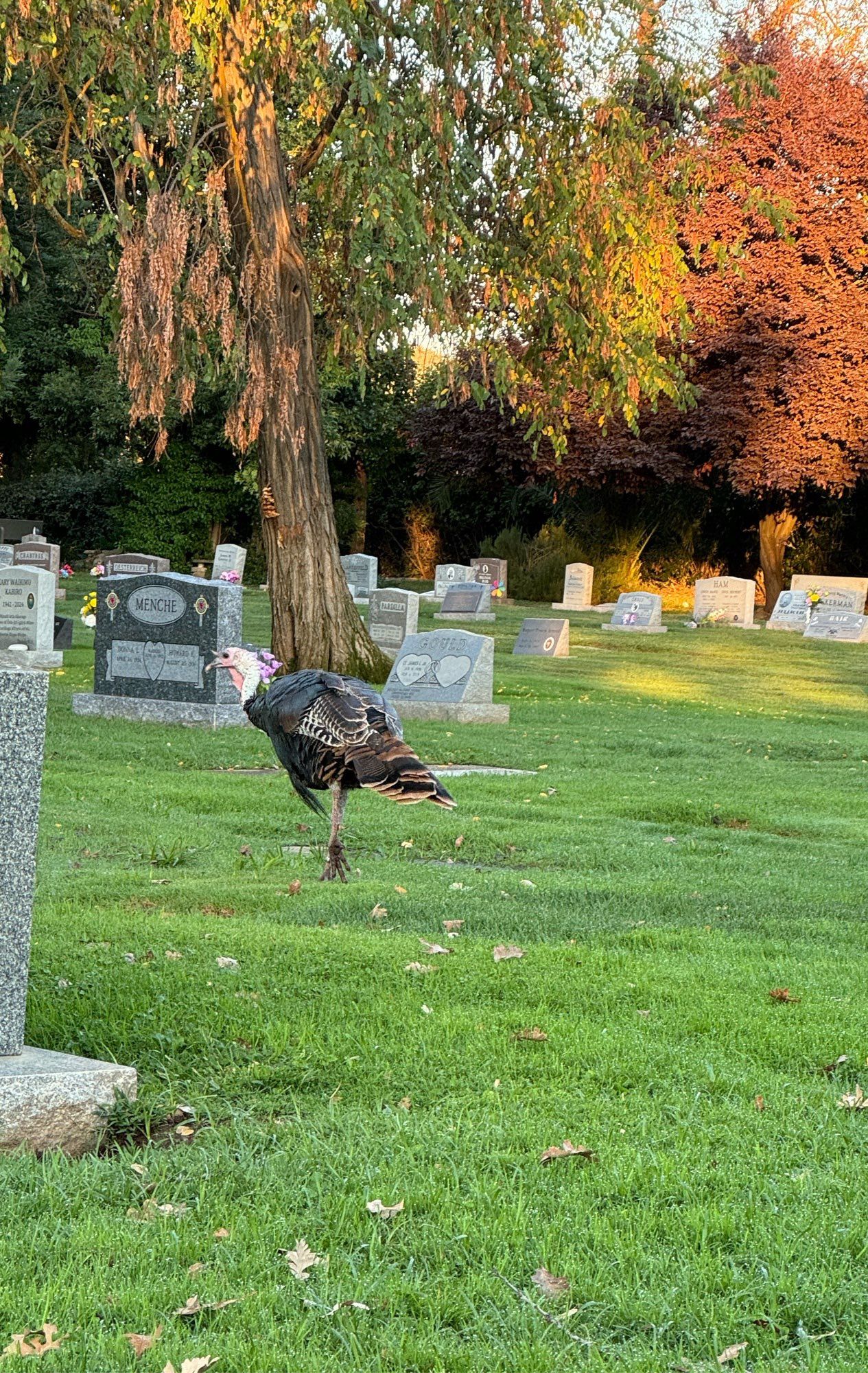 Turkeys in a cemetery