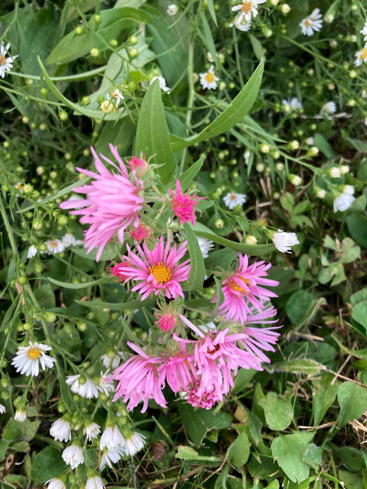 Bubblegum-pink asters with some smaller white asters intermingled