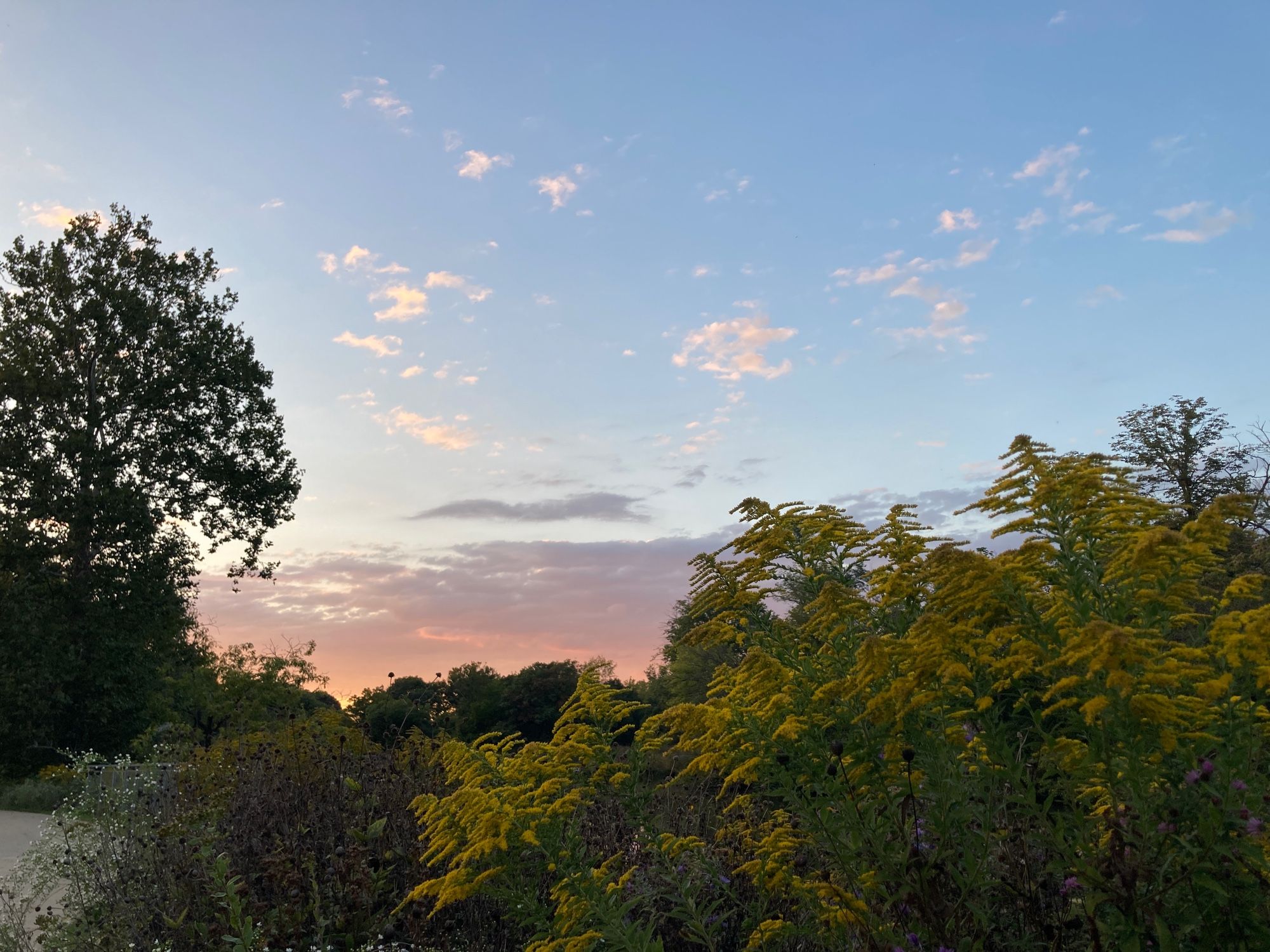 Goldenrod in front of a pastel sunset sky with blue sky and orange-to-purple gradient clouds