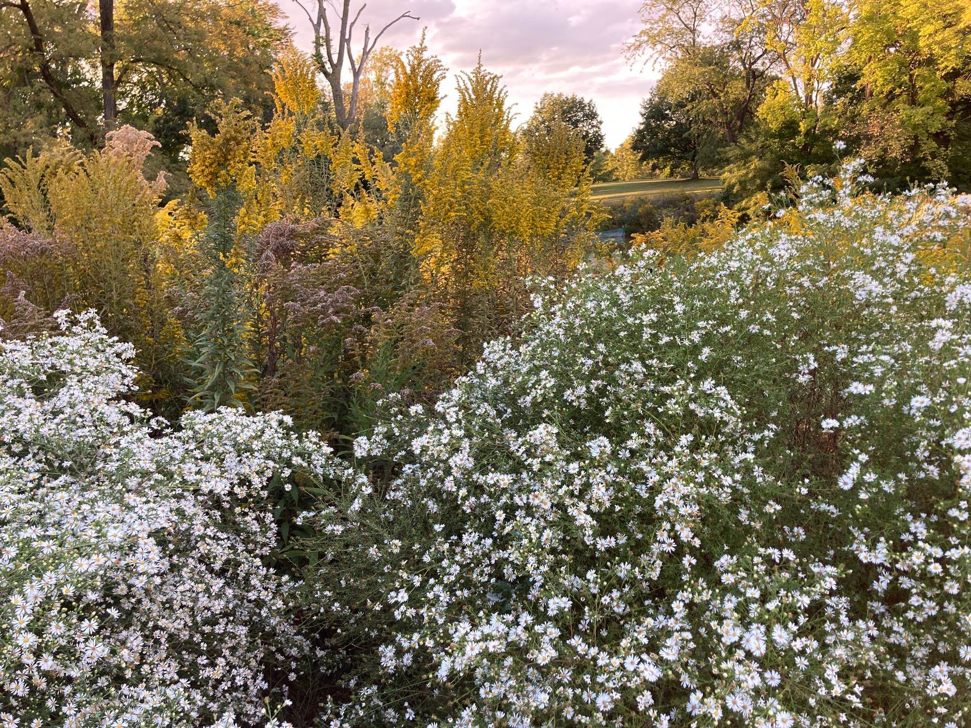 Lacy white aster plants in front of goldenrod and a pastel purple/pink clouded sky