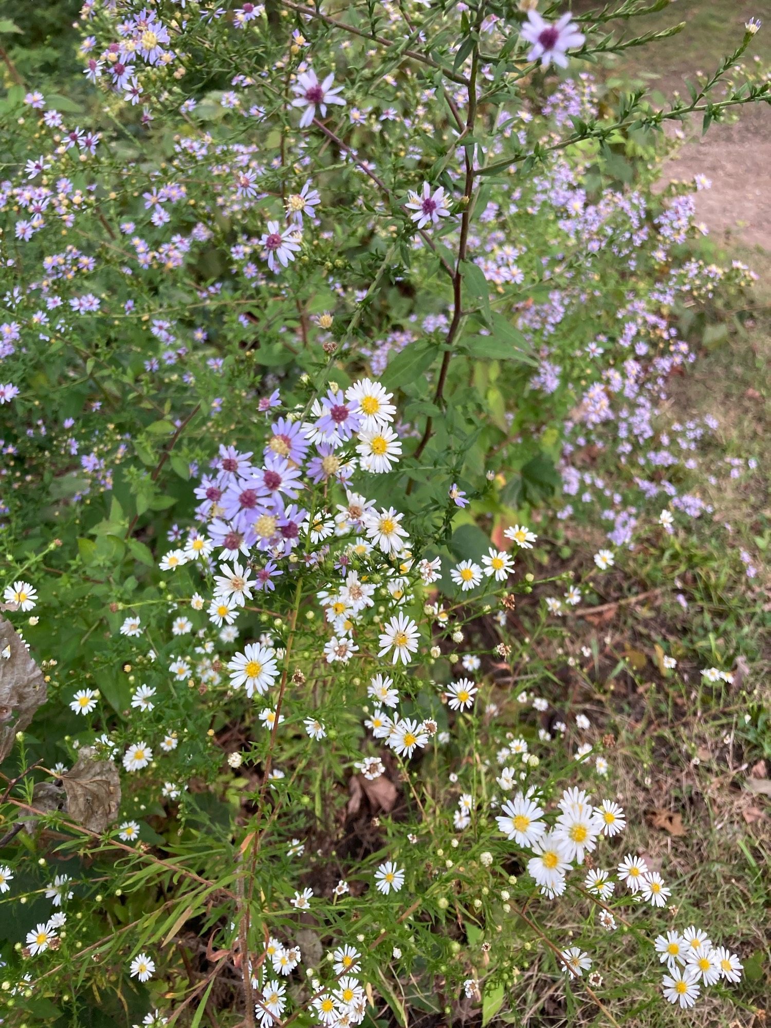 Purple and white asters intermingled