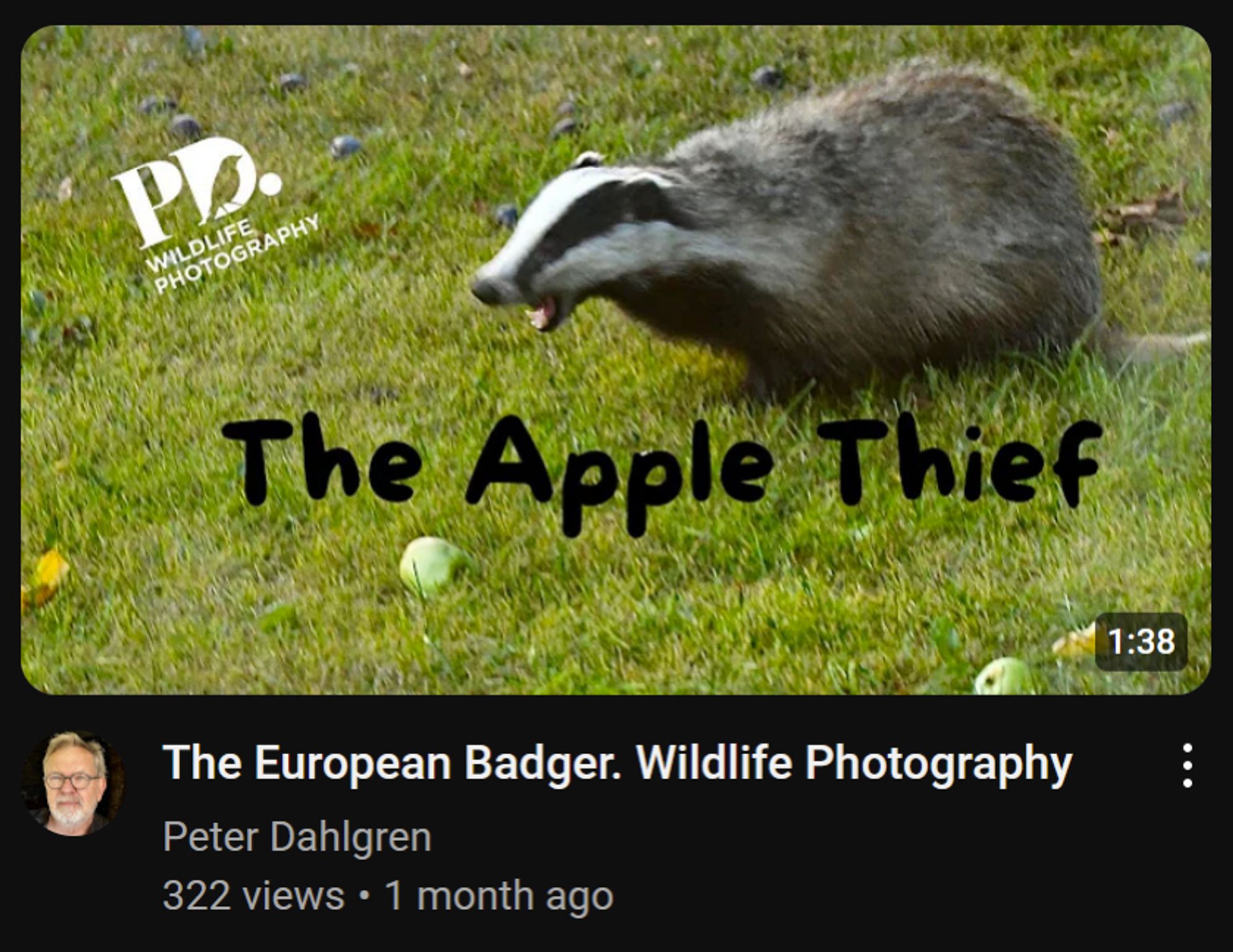 Screencap of a preview thumbnail of a youtube video by user Peter Dahlgren. A badger and a couple of green apples on someone's lawn. The bader looks like it's in the middle of eating something. Below him, "The Apple Thief" is written by hand. The title of the video is "The European Badger. Wildlife Photography"