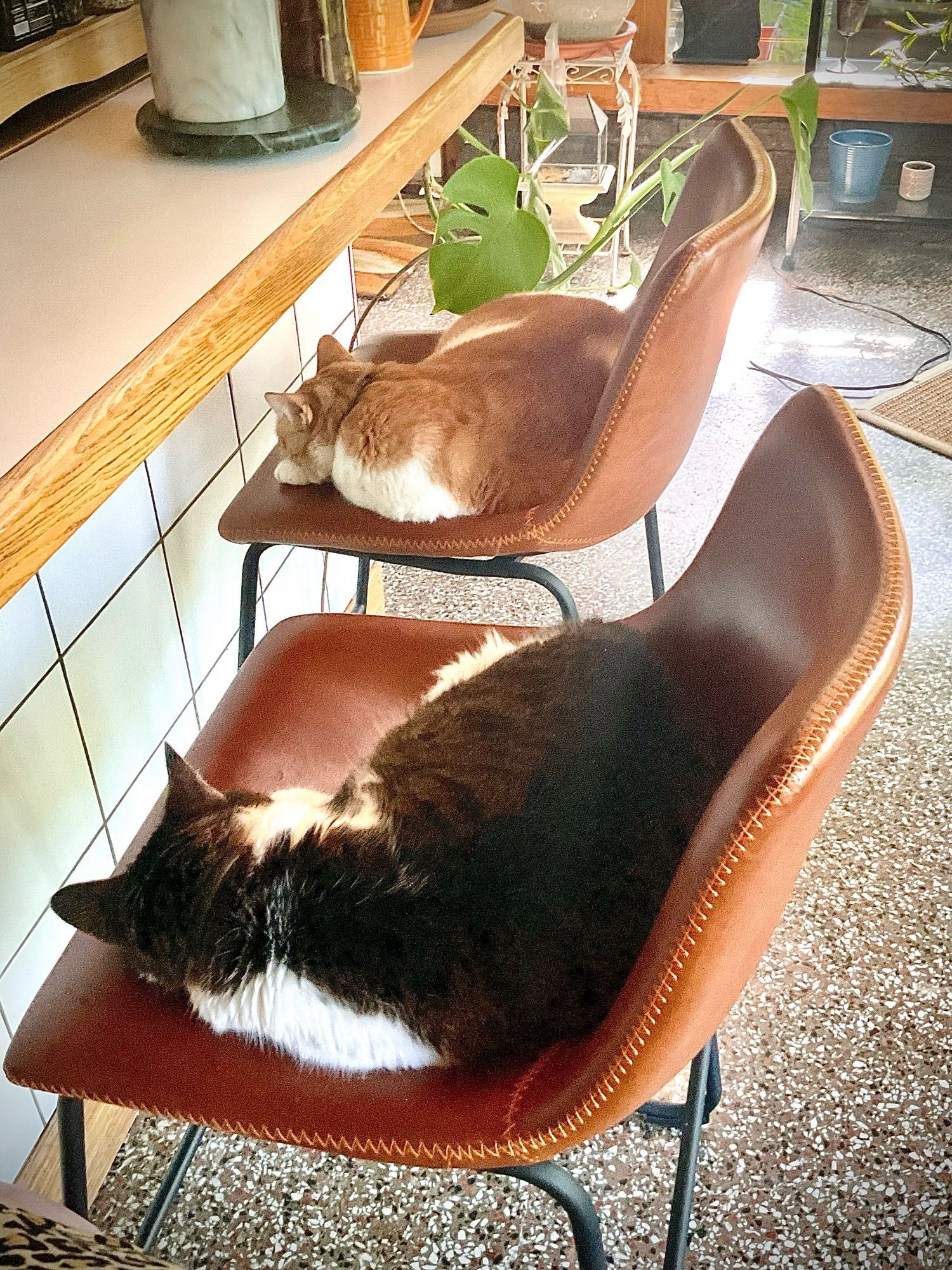 Brown/black and white tabby cat, and an orange and white tabby cat sleeping in separate barstools, in identical positions, looking like book ends.