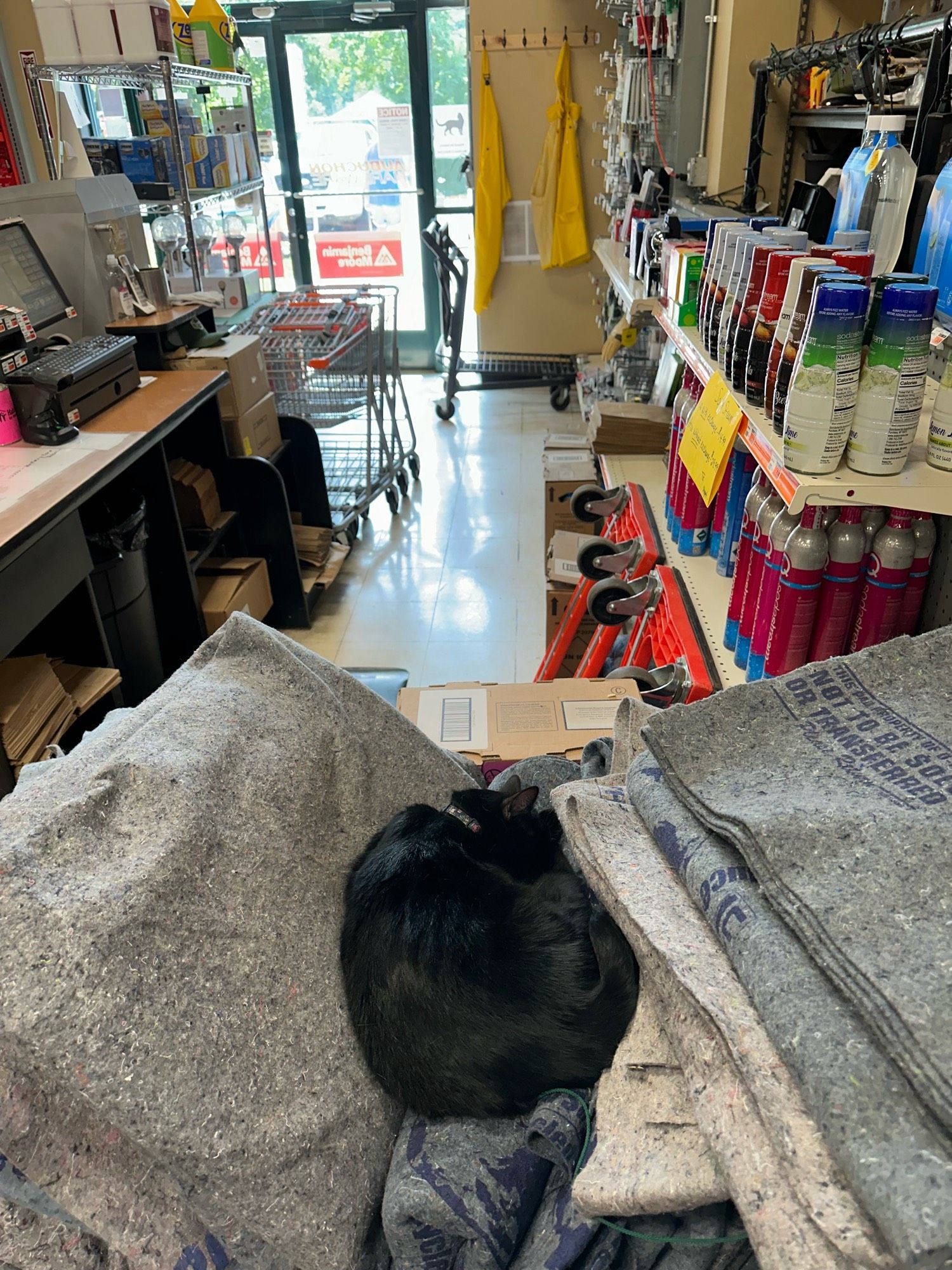 Black cat curled up in a ball sleeping on a big pile of moving blankets in an Aubuchon Hardware store