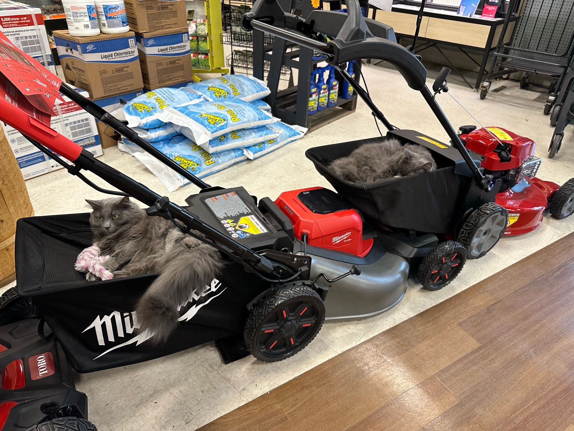 Fluffy grey long hair kitties sleeping on the grass collection bags of lawn mowers in an Aubuchon Hardware store