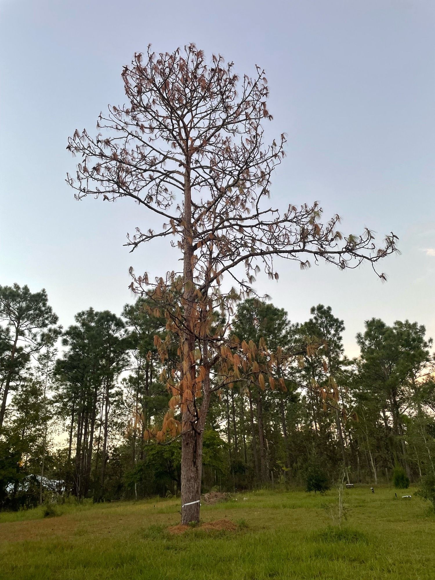 A very dried out pine tree, contrasting with the very green ones nearby