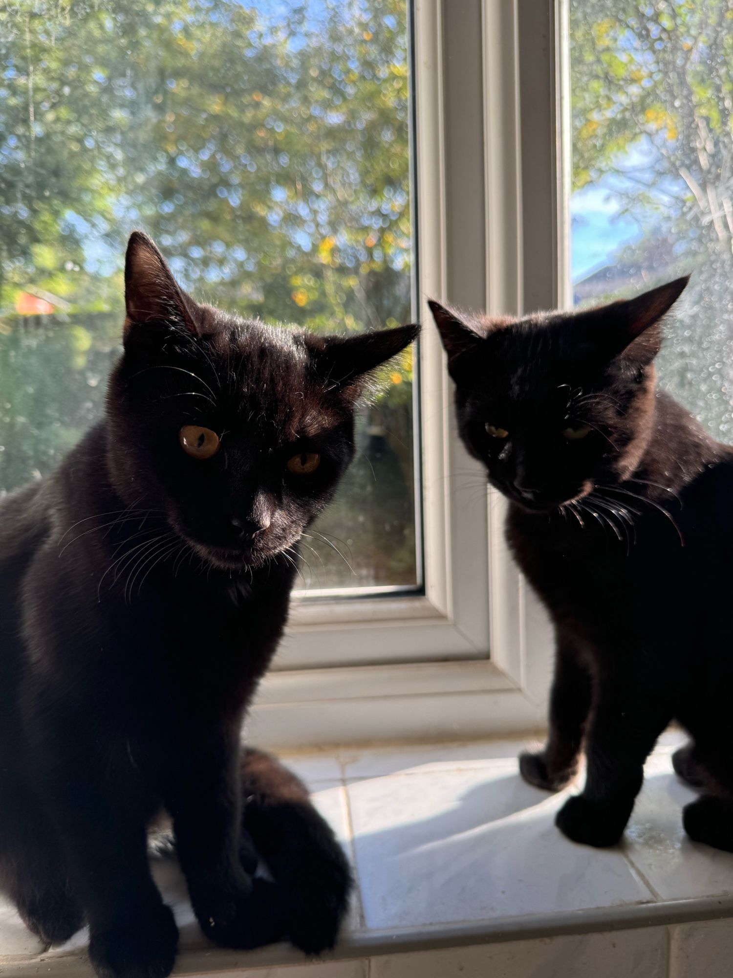 Two black kittens on windowsill