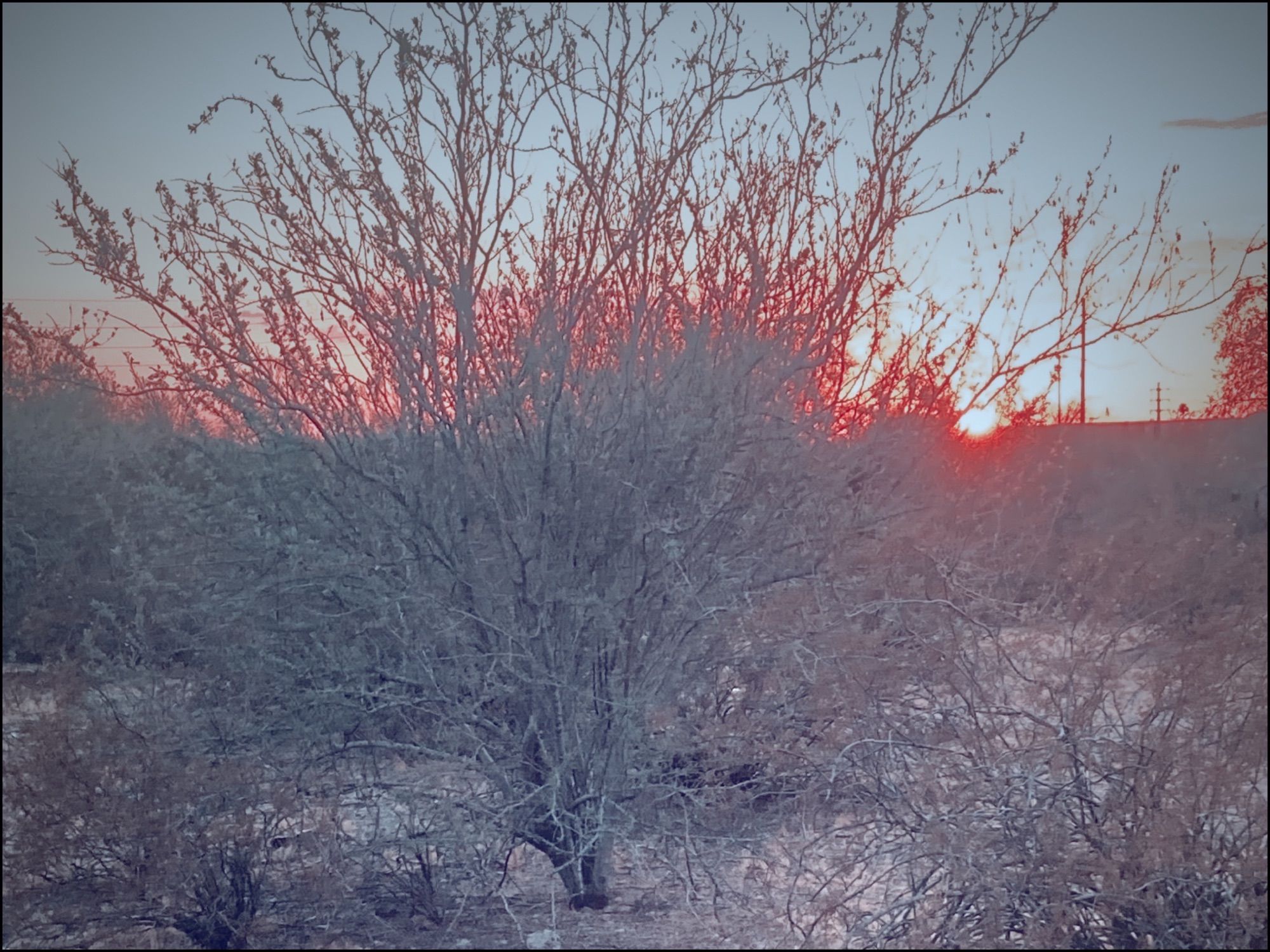 Sun filtered bush
Papago Park Phoenix AZ